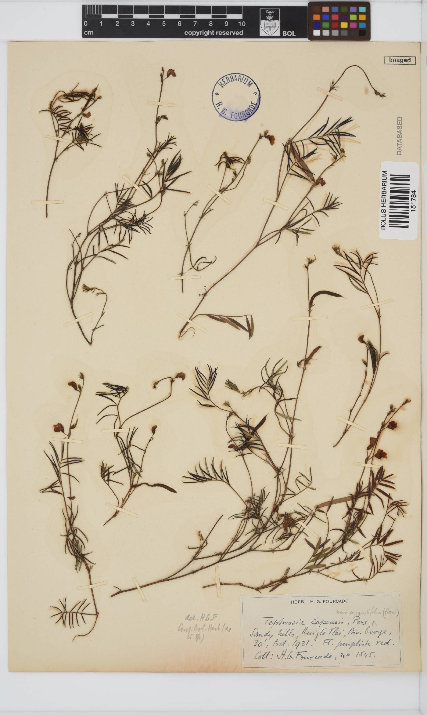 Tephrosia capensis image
