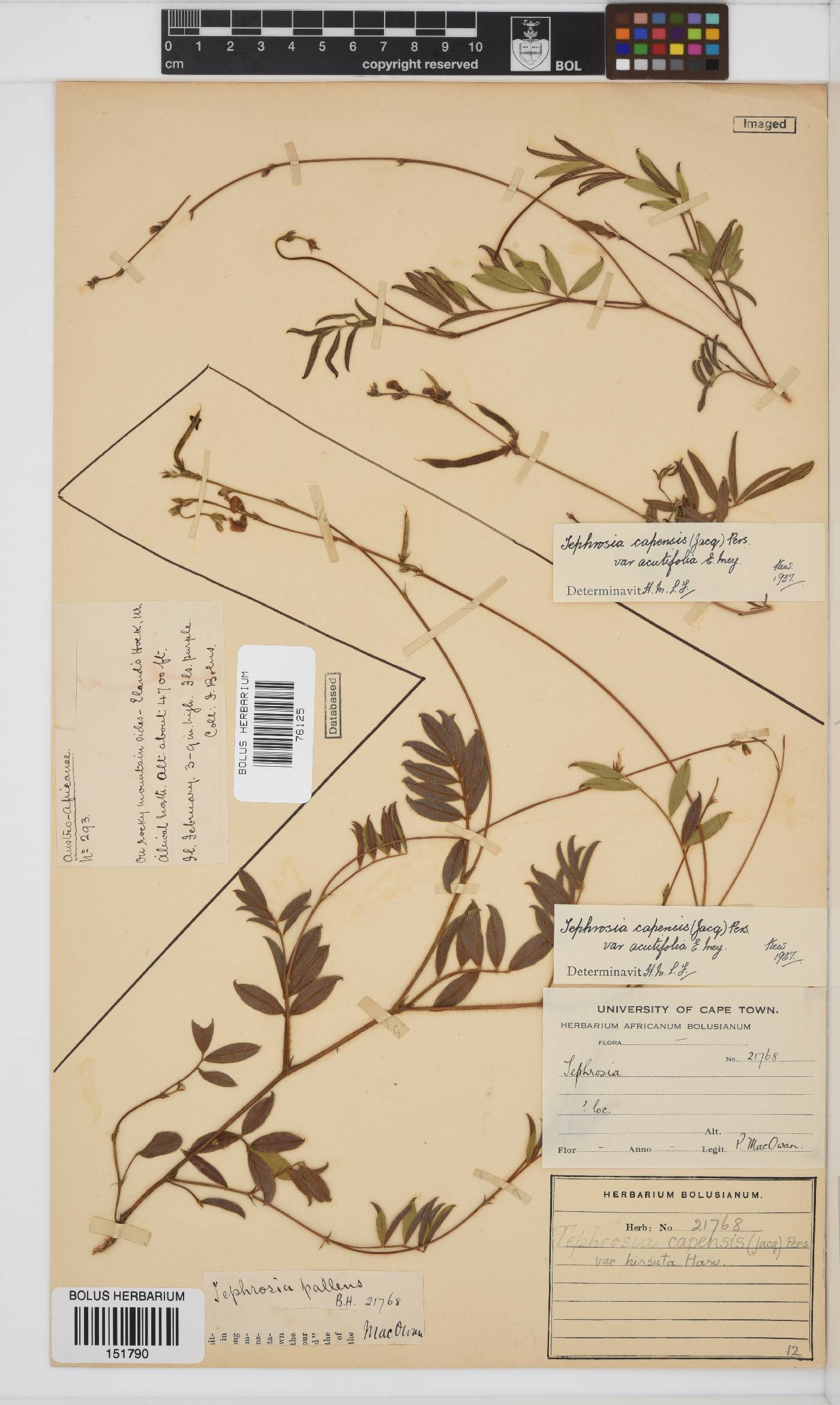 Tephrosia capensis var. hirsuta image