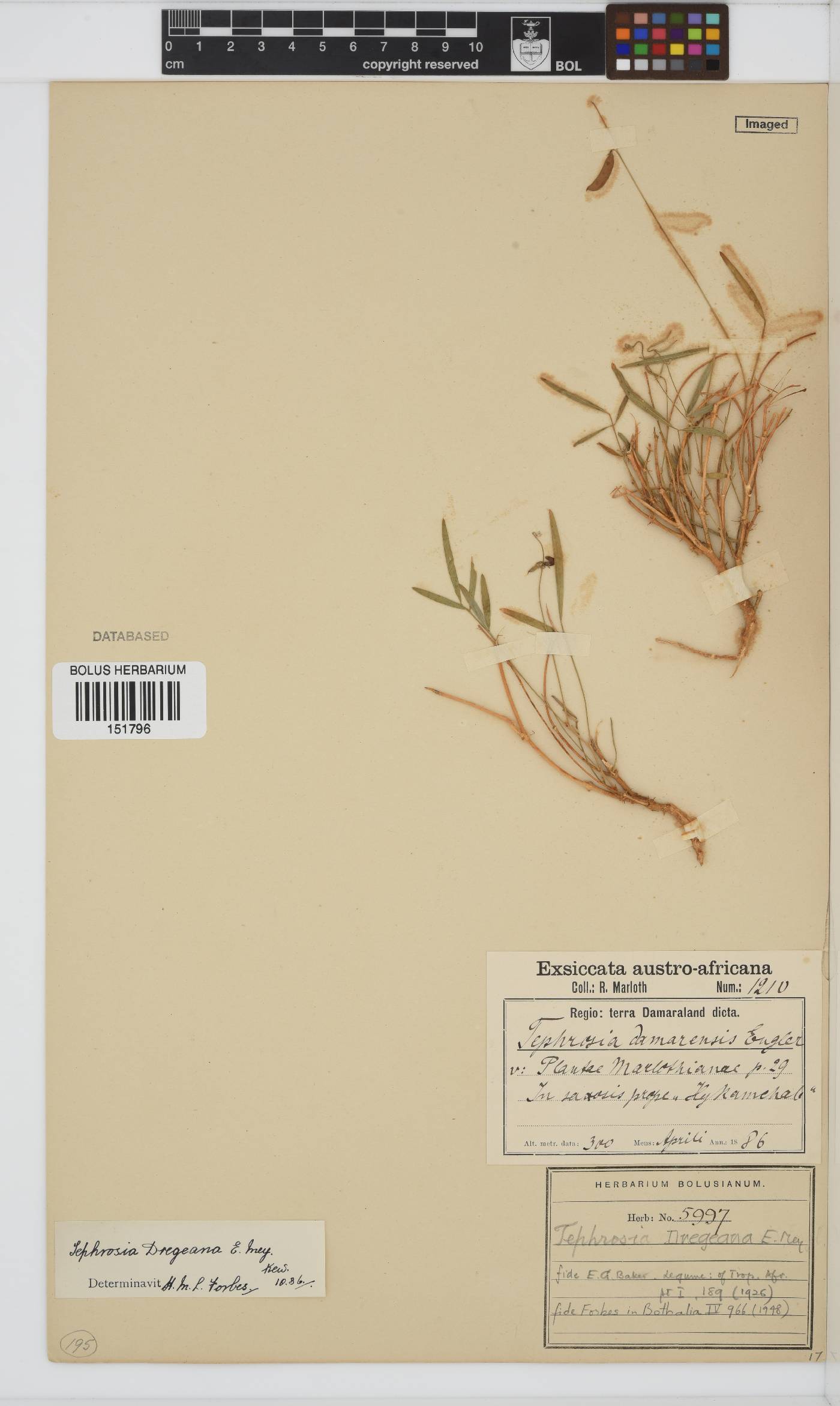 Tephrosia dregeana image