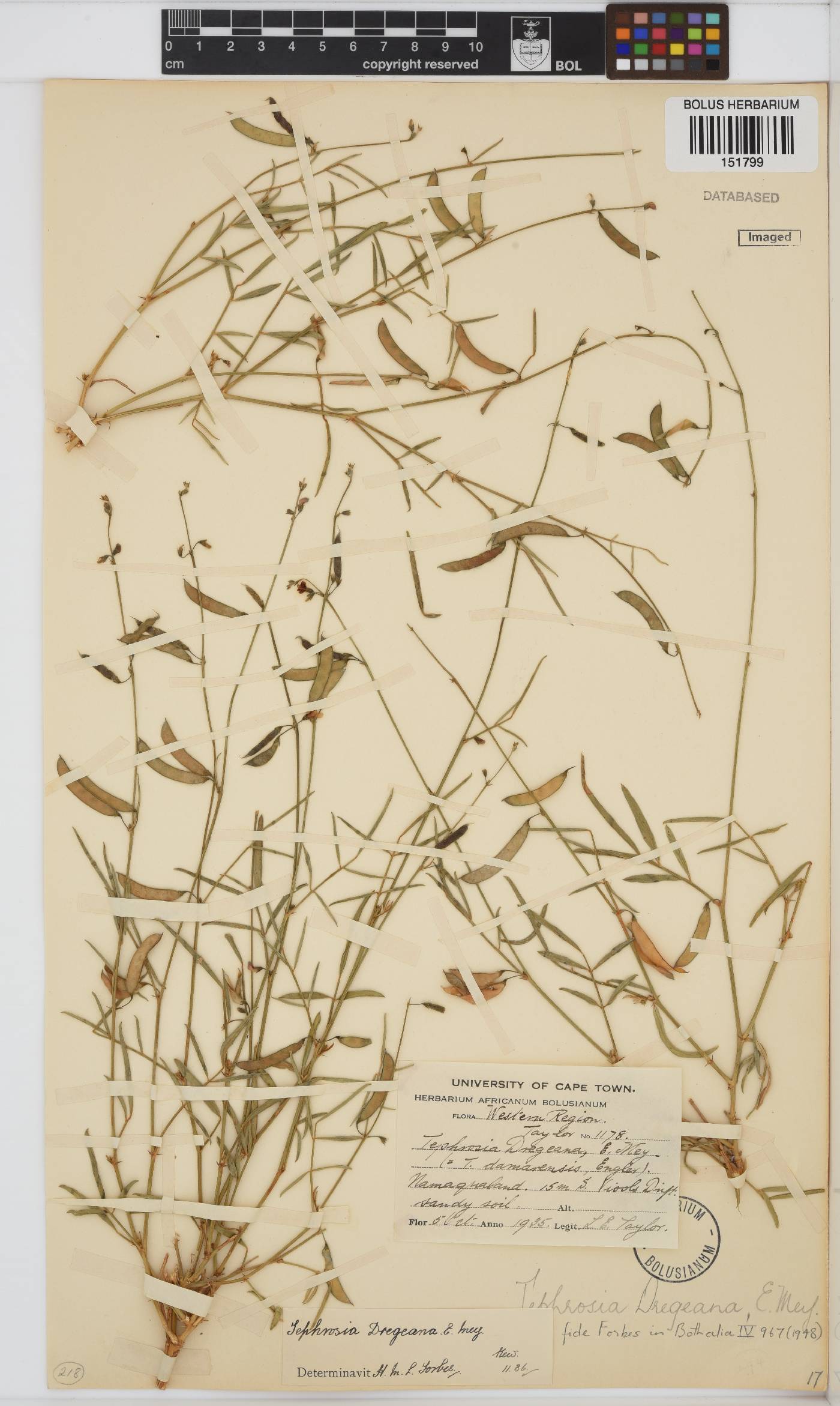Tephrosia dregeana image