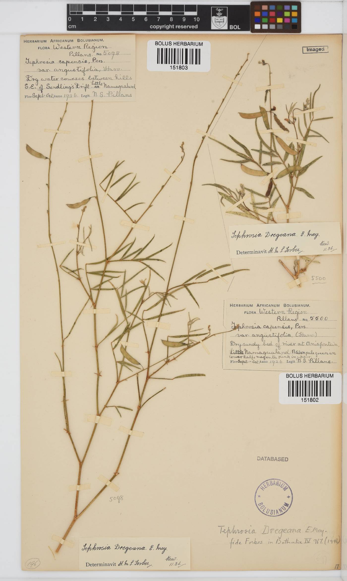 Tephrosia dregeana image