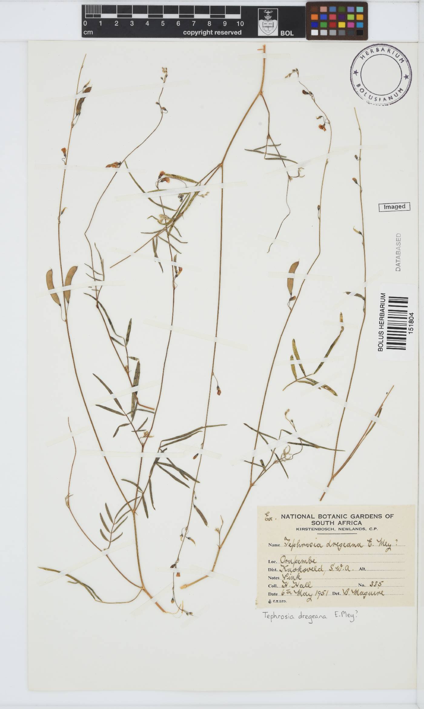 Tephrosia dregeana image