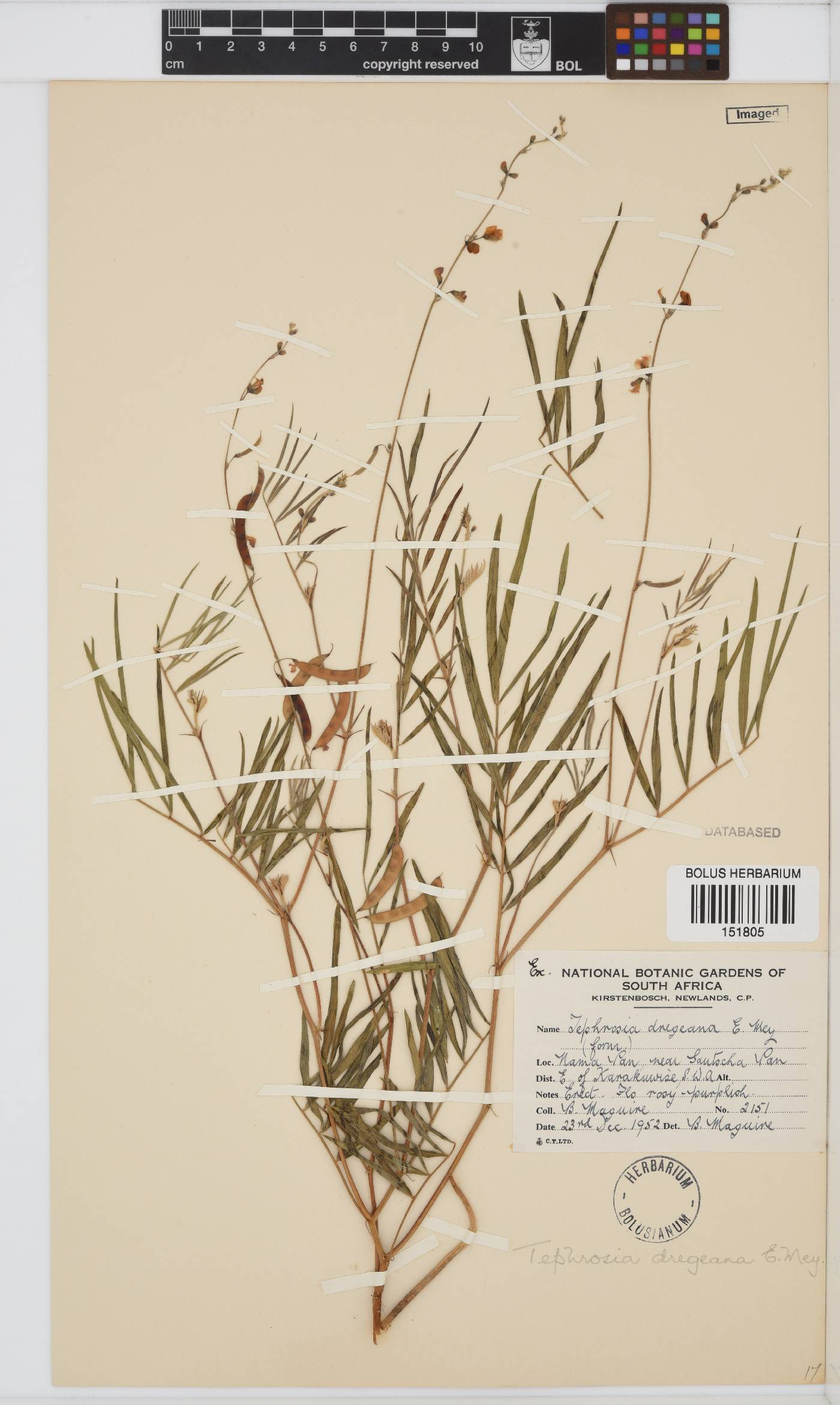 Tephrosia dregeana image