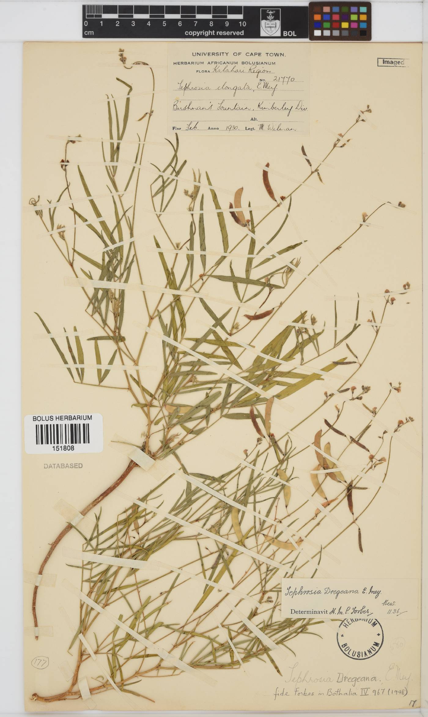 Tephrosia dregeana image