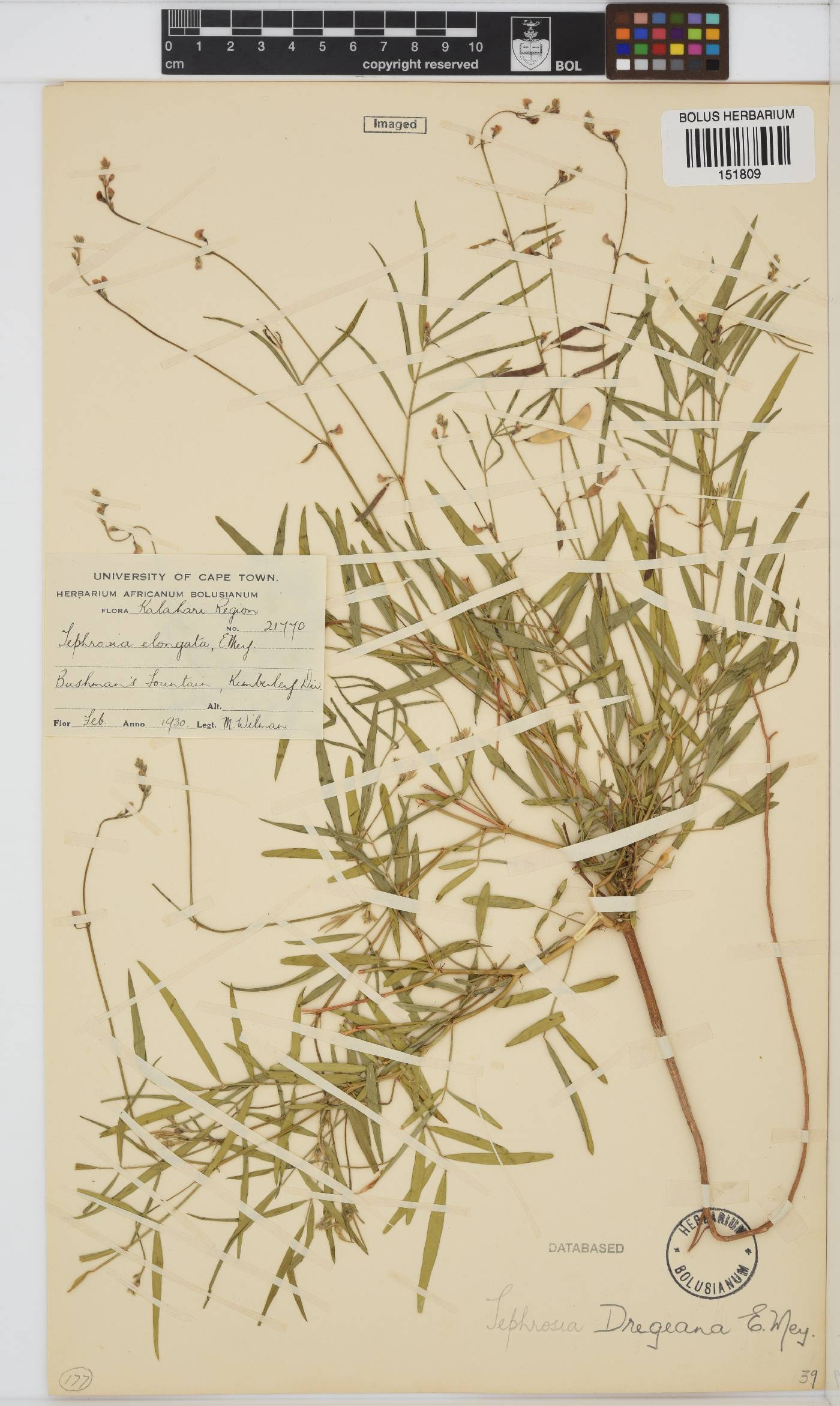 Tephrosia dregeana image