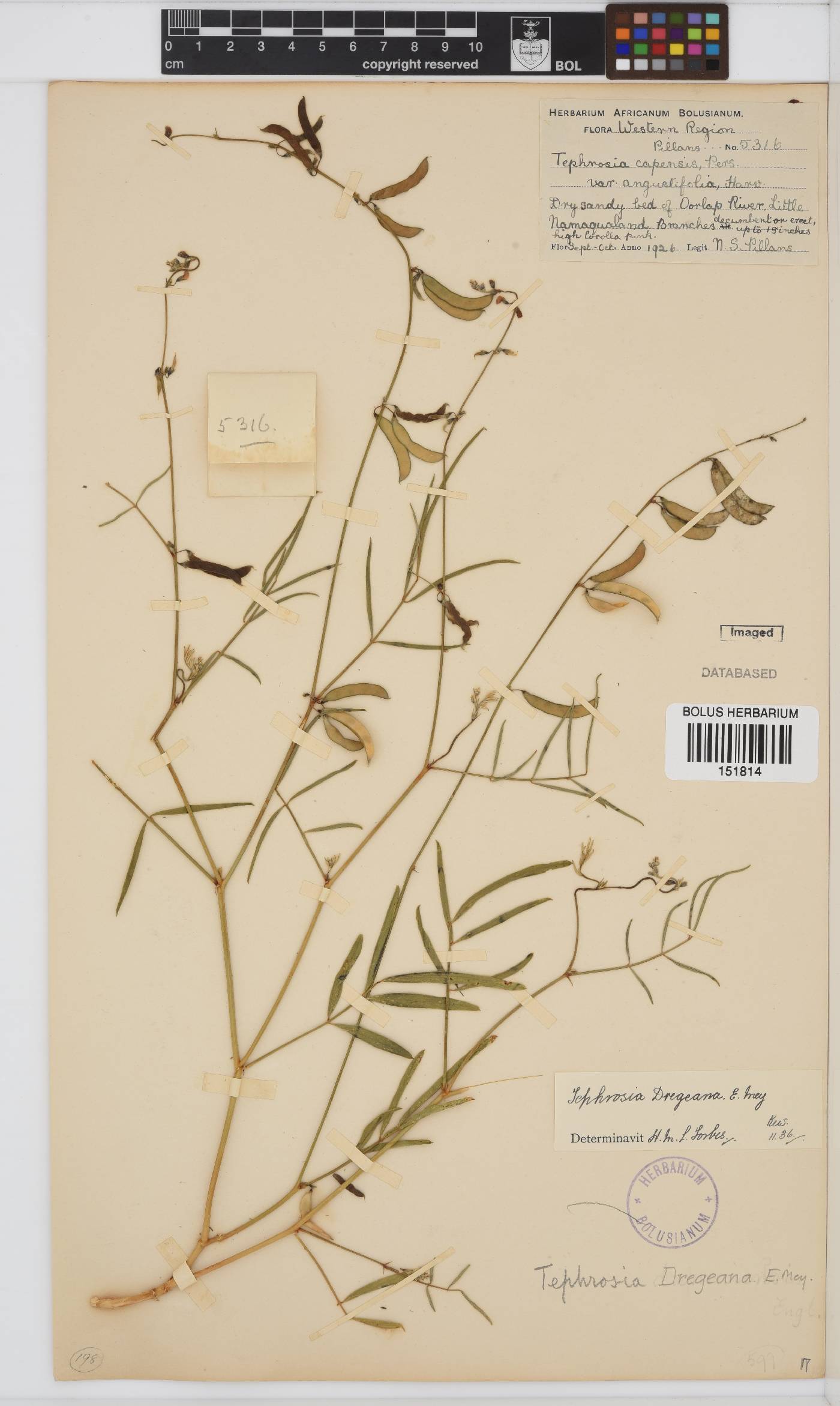 Tephrosia dregeana image