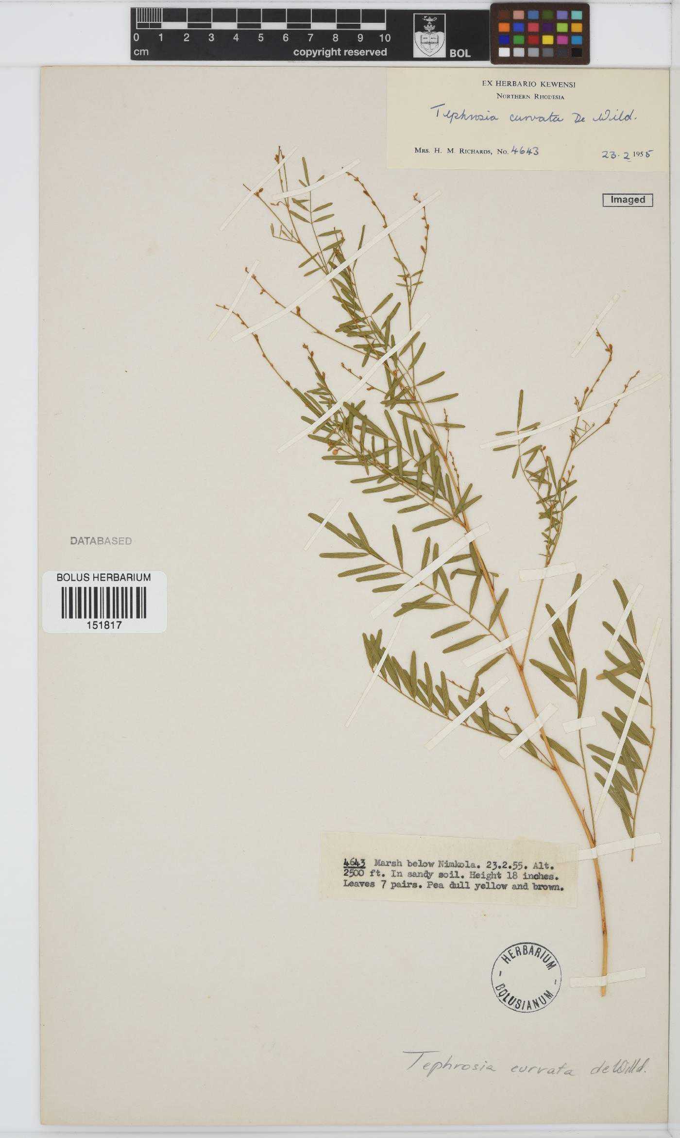 Tephrosia curvata image
