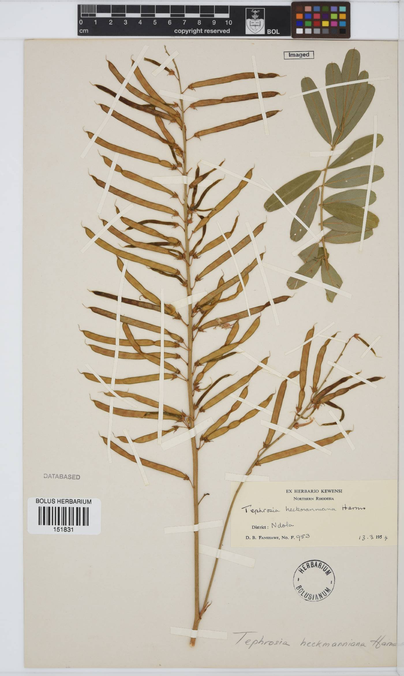 Tephrosia elata subsp. heckmanniana image