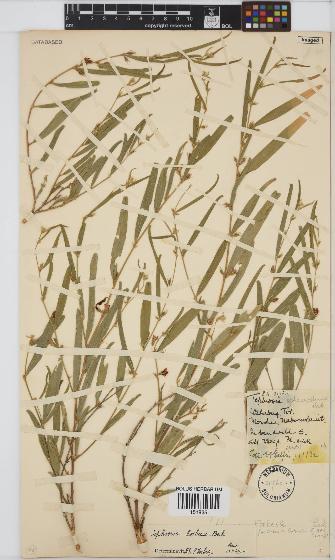 Tephrosia forbesii image