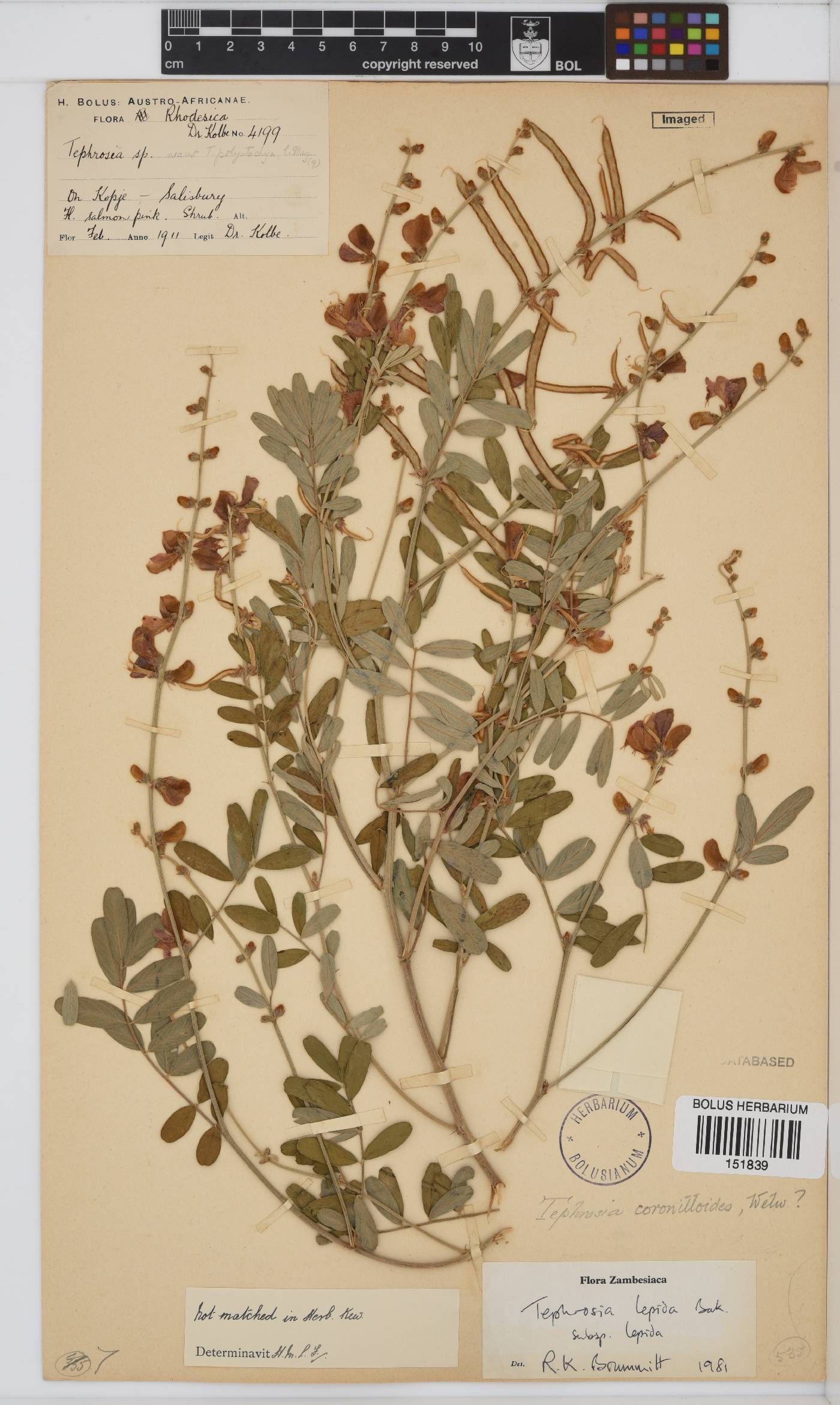 Tephrosia lepida subsp. lepida image
