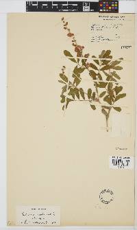 Tephrosia lepida subsp. lepida image