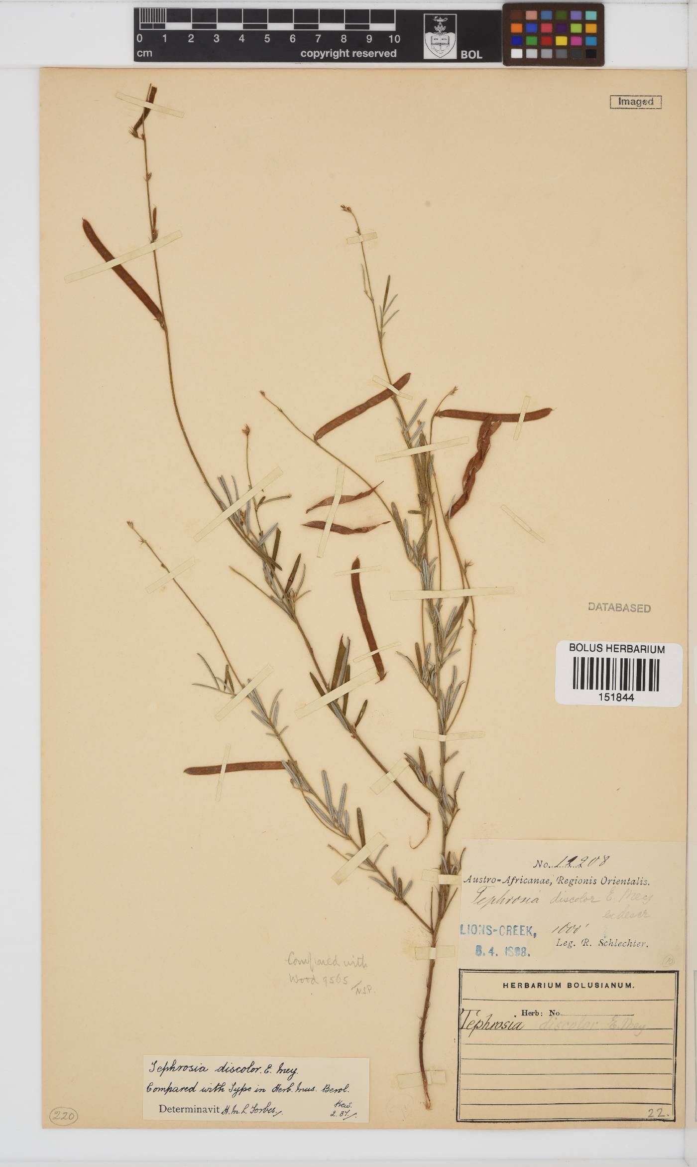 Tephrosia linearis image