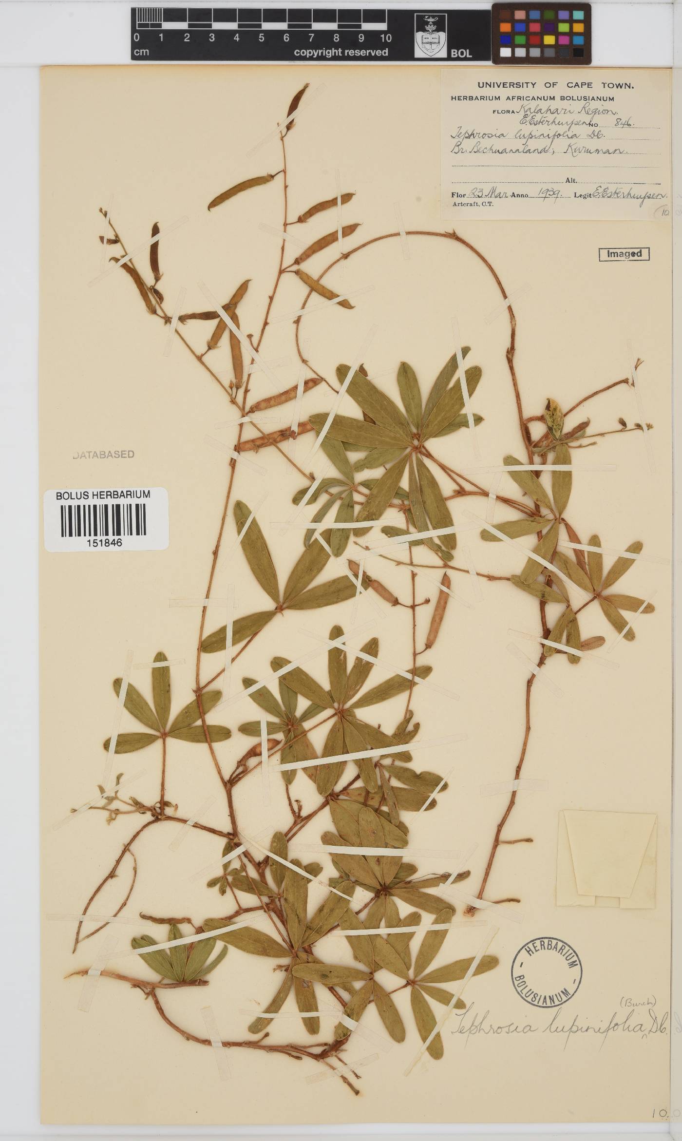 Tephrosia lupinifolia image