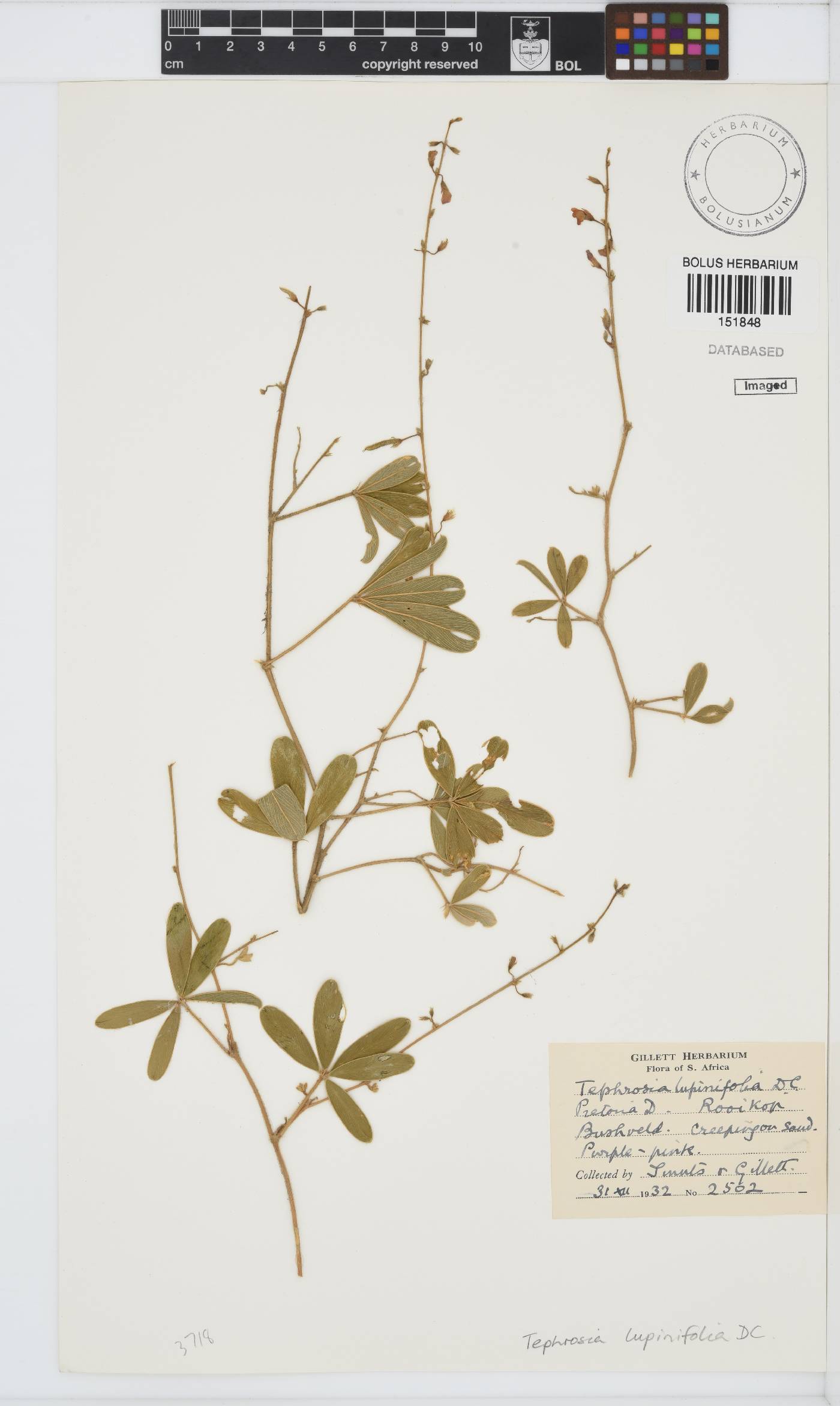 Tephrosia lupinifolia image