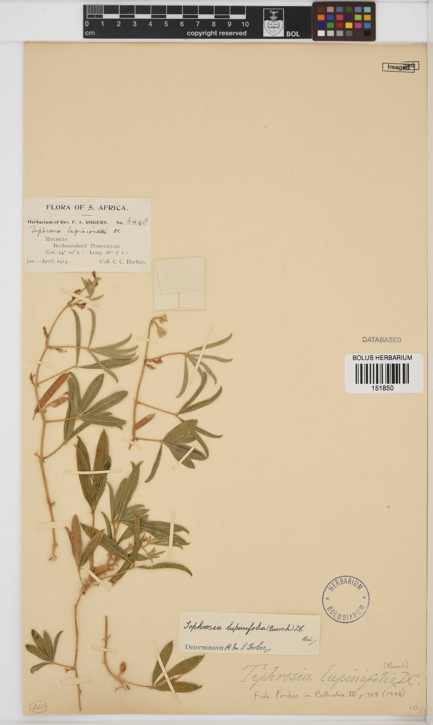 Tephrosia lupinifolia image