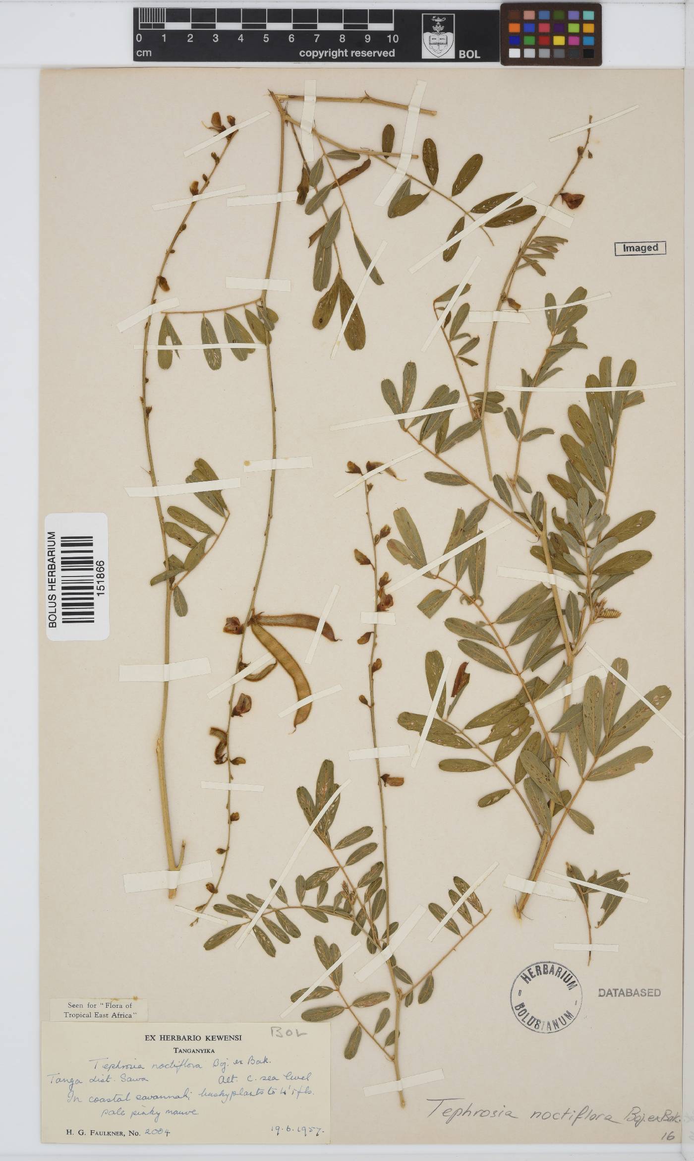 Tephrosia noctiflora image
