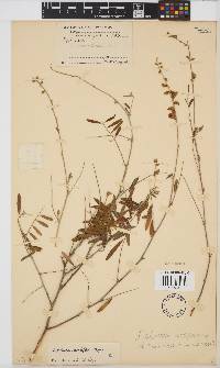 Tephrosia noctiflora image