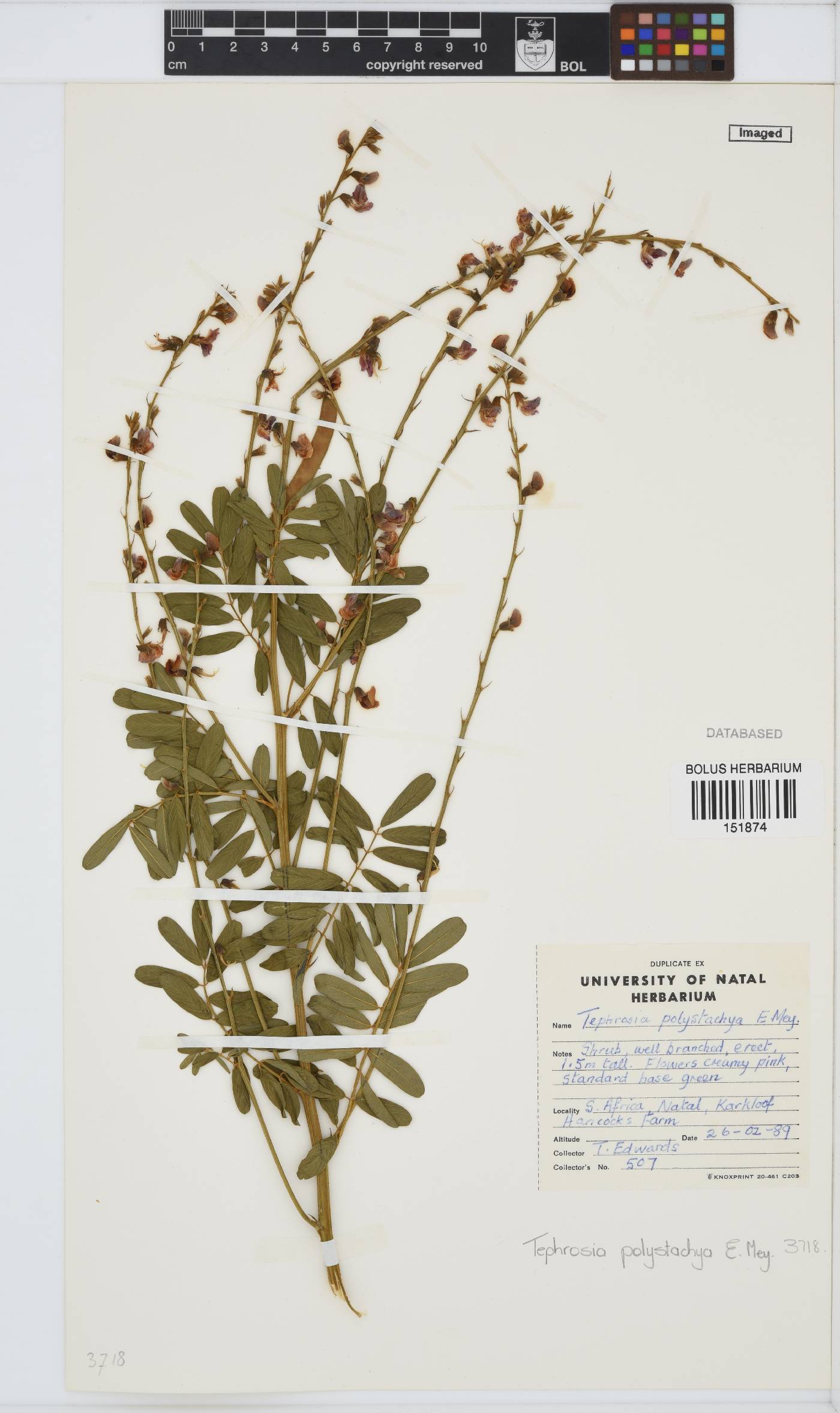 Tephrosia image