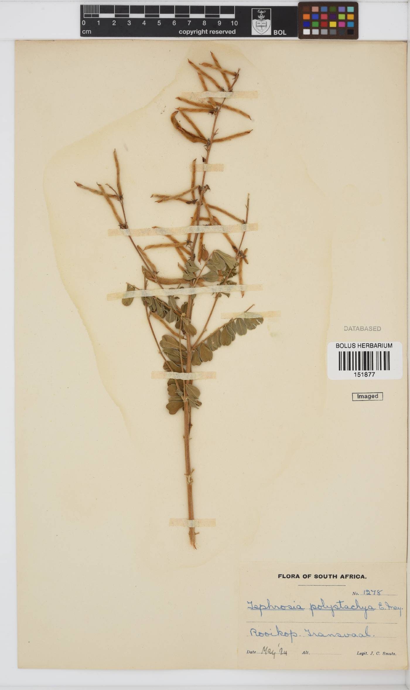 Tephrosia image