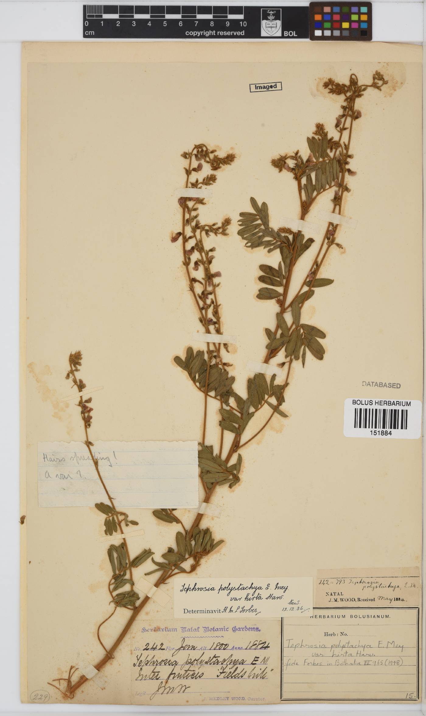 Tephrosia polystachya image