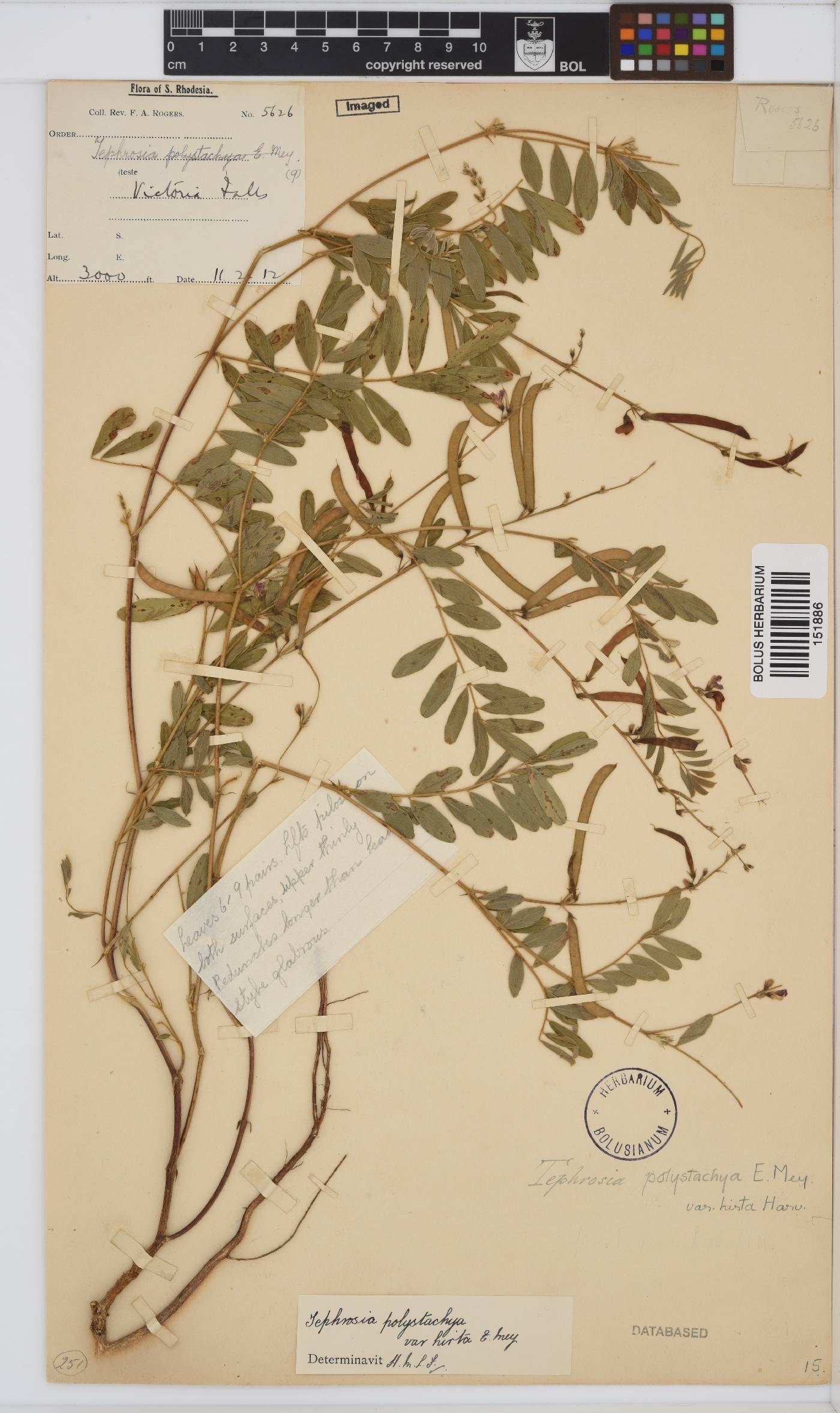 Tephrosia polystachya var. hirta image