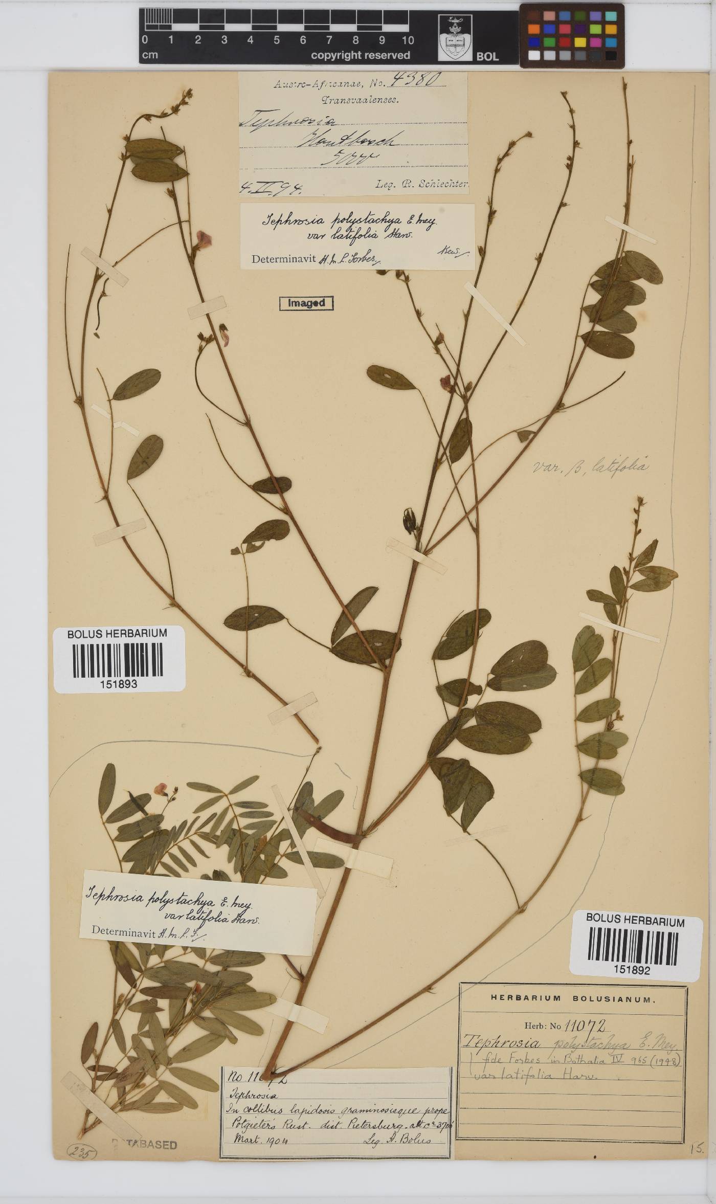 Tephrosia polystachya var. latifolia image