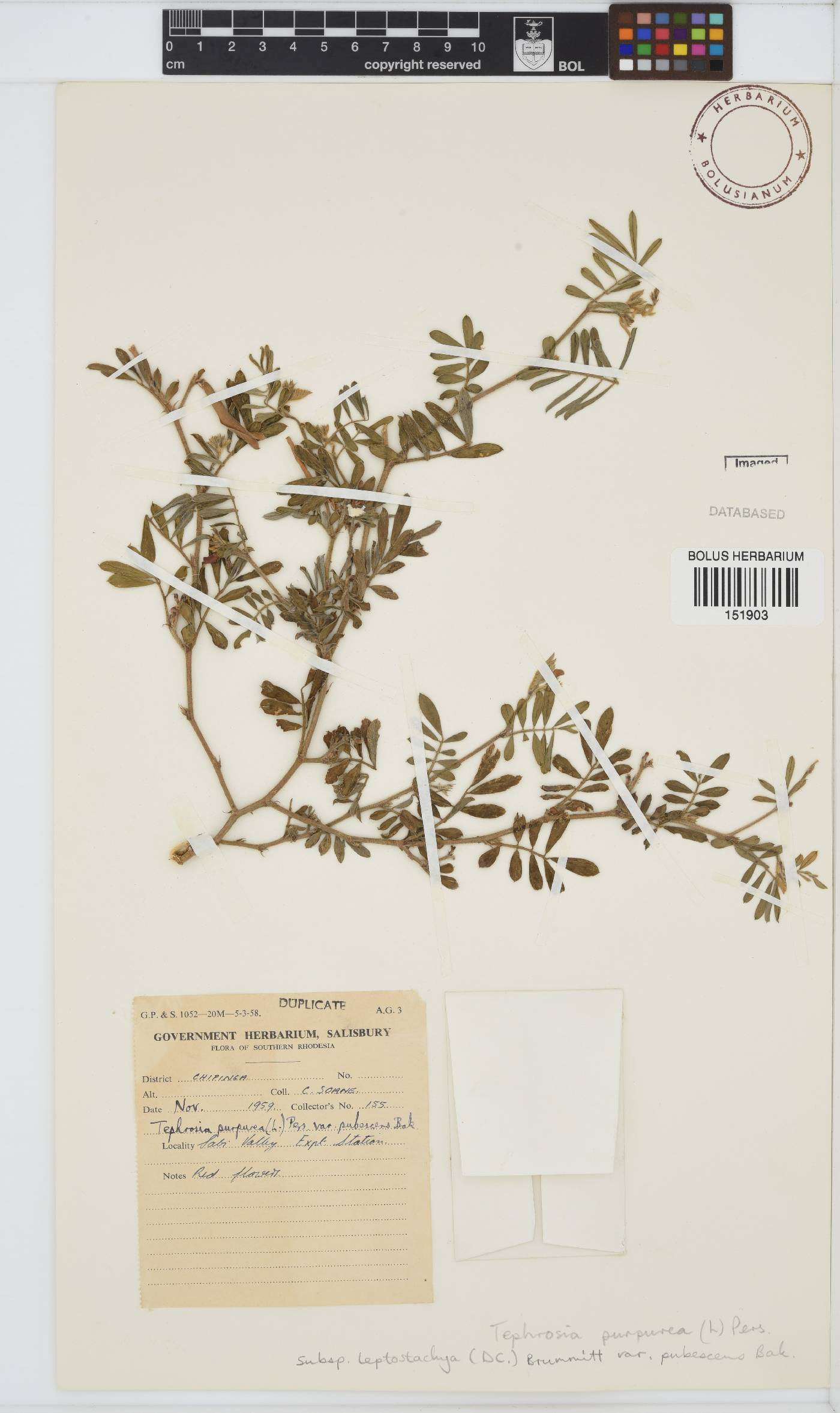 Tephrosia purpurea image