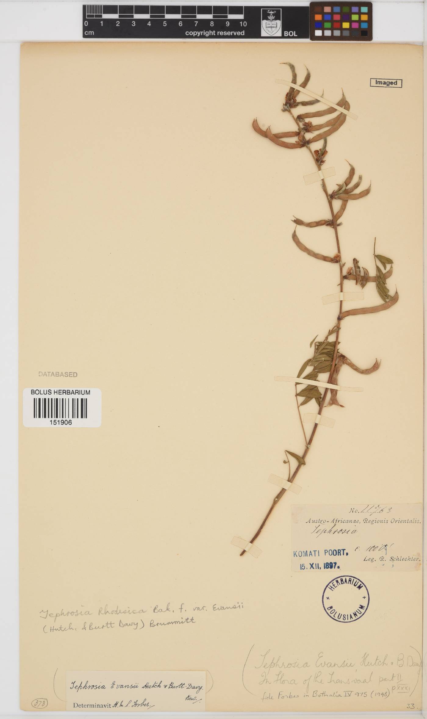 Tephrosia rhodesica var. evansii image