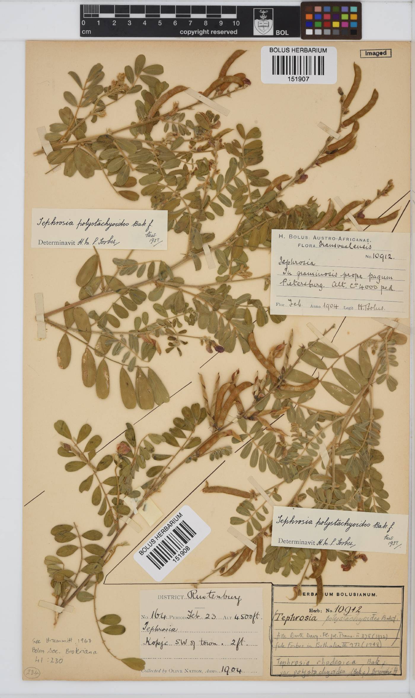 Tephrosia rhodesica var. polystachyoides image