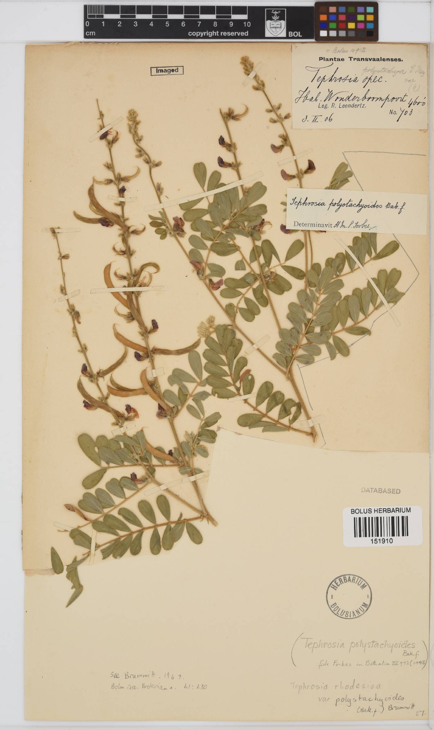 Tephrosia rhodesica var. polystachyoides image