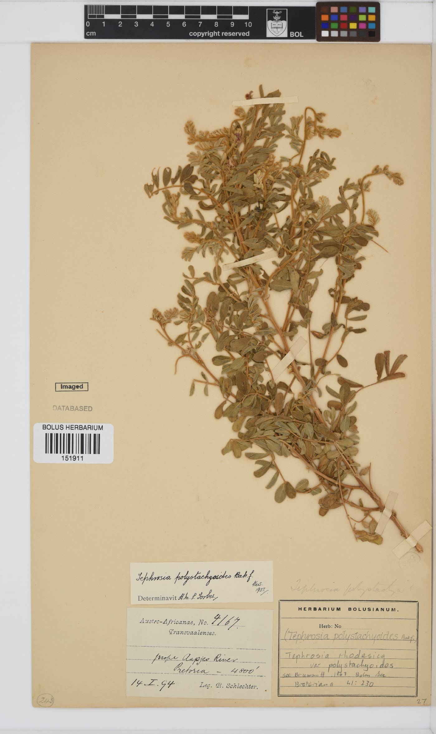 Tephrosia rhodesica var. polystachyoides image