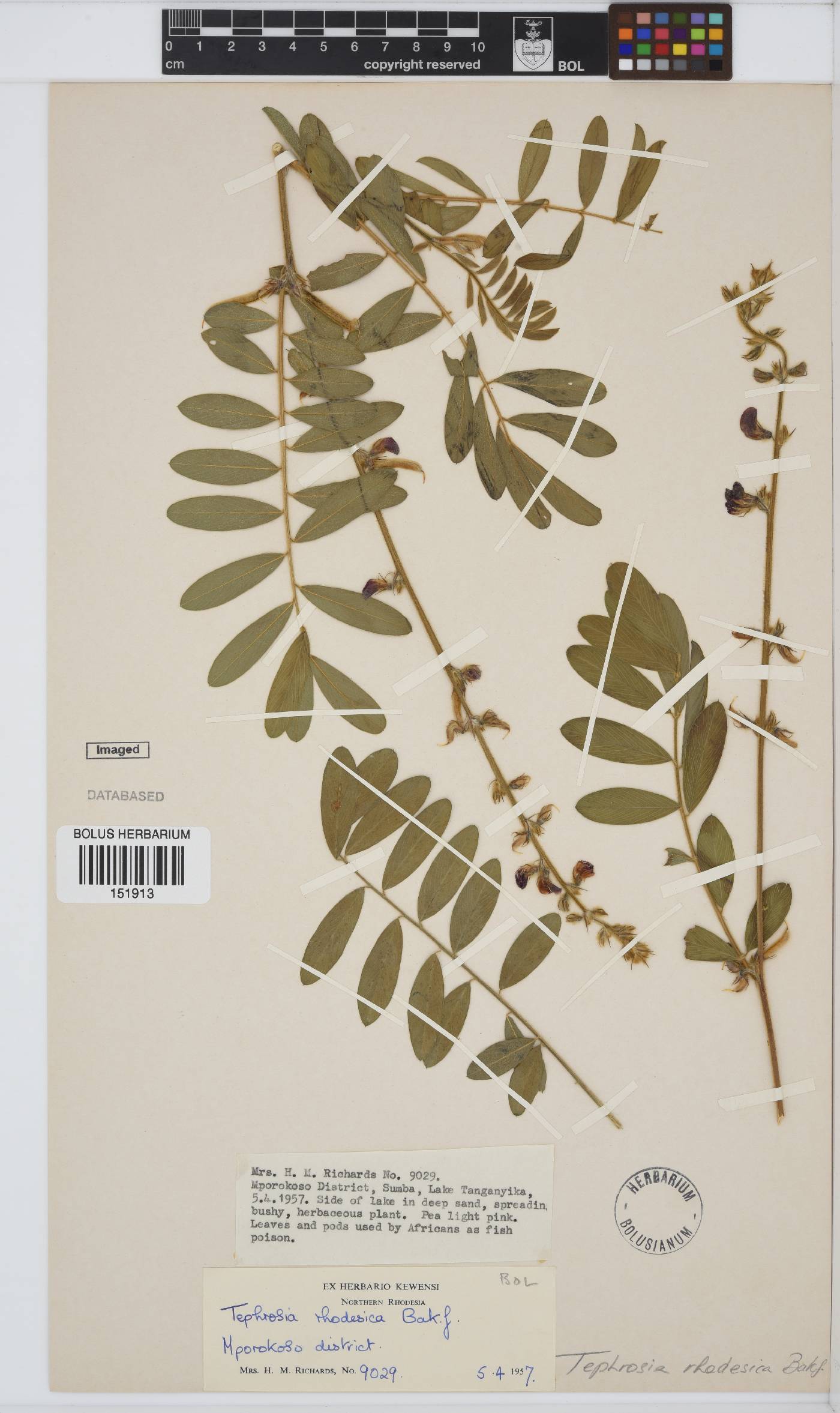 Tephrosia rhodesica image