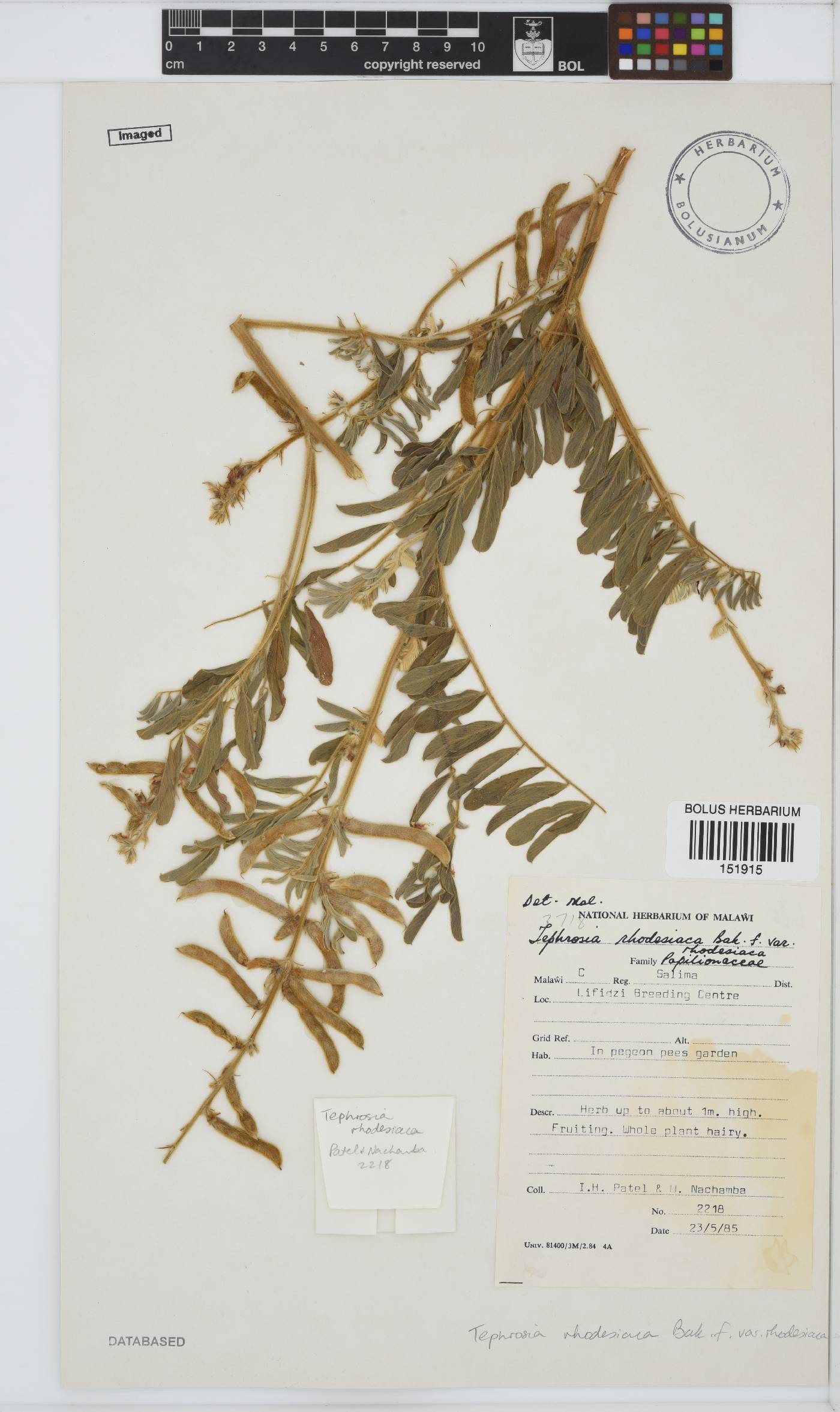 Tephrosia rhodesica image