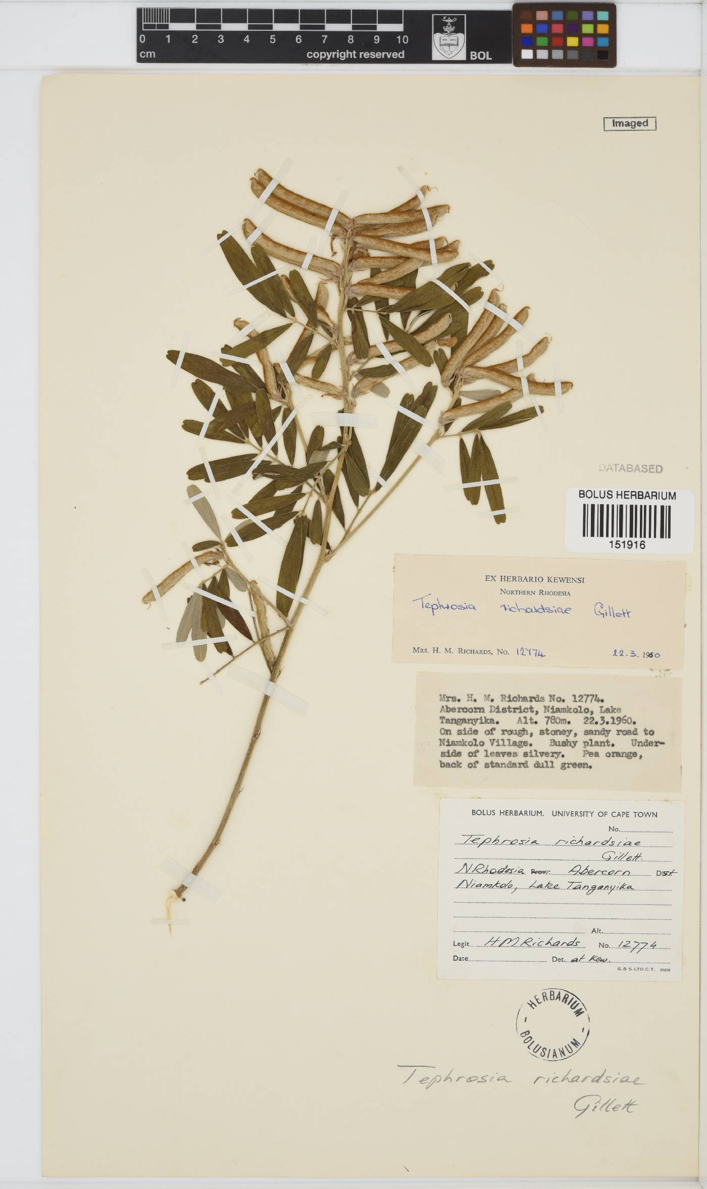 Tephrosia richardsiae image