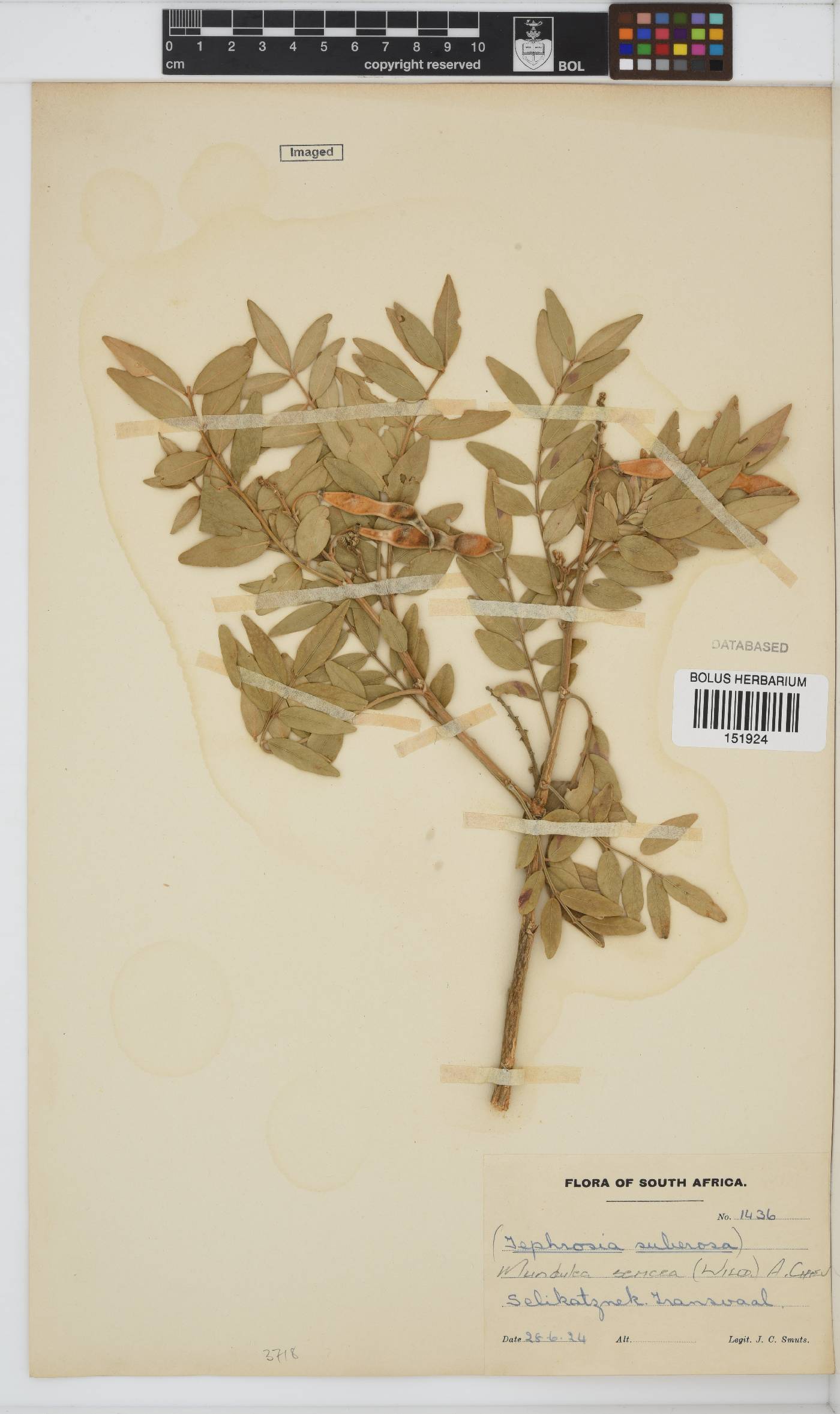 Mundulea sericea subsp. sericea image
