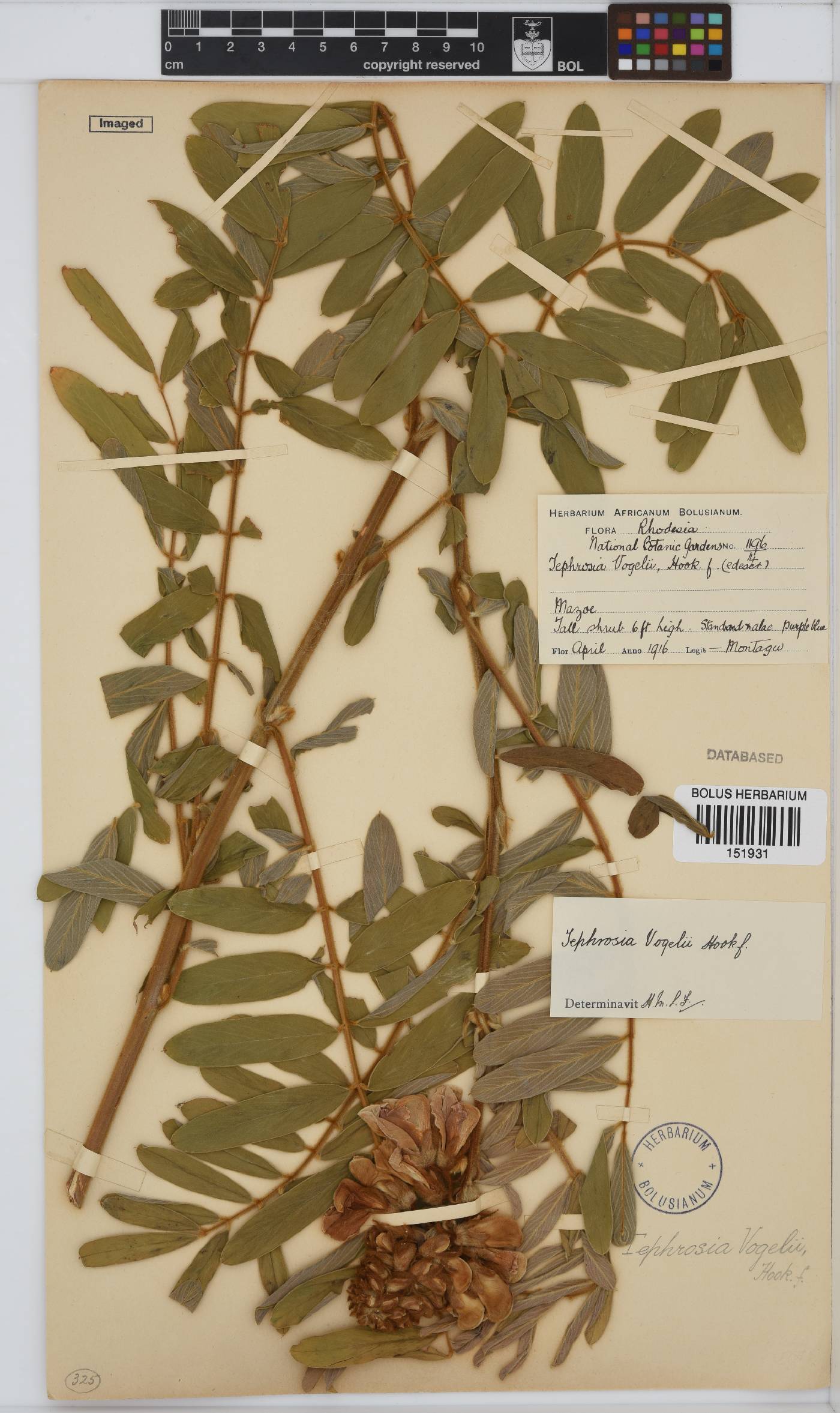 Tephrosia image