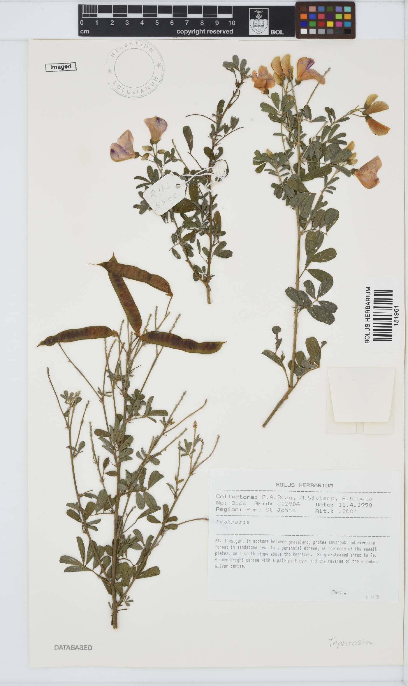 Tephrosia image