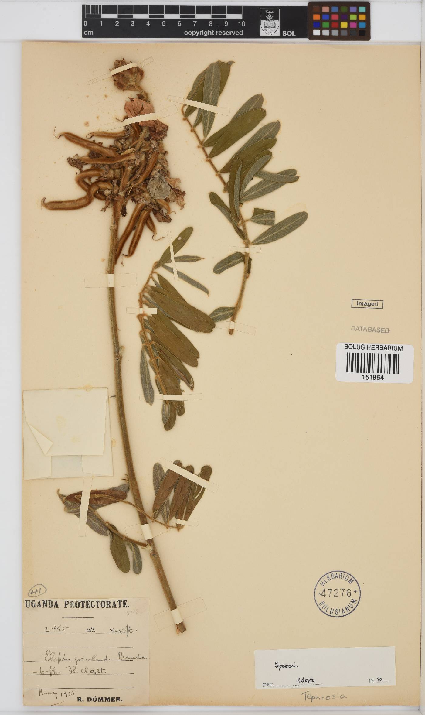 Tephrosia image