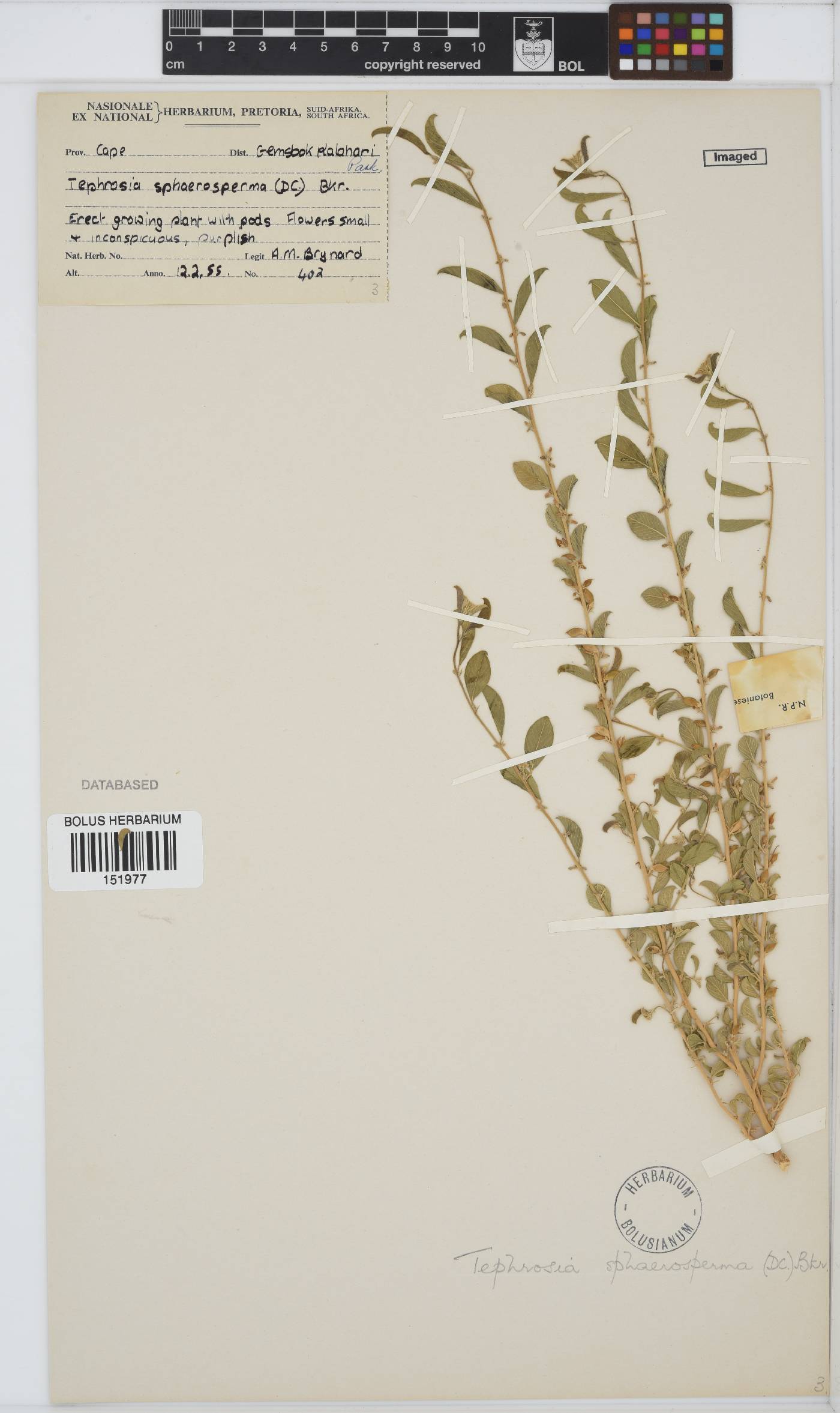 Requienia sphaerosperma image