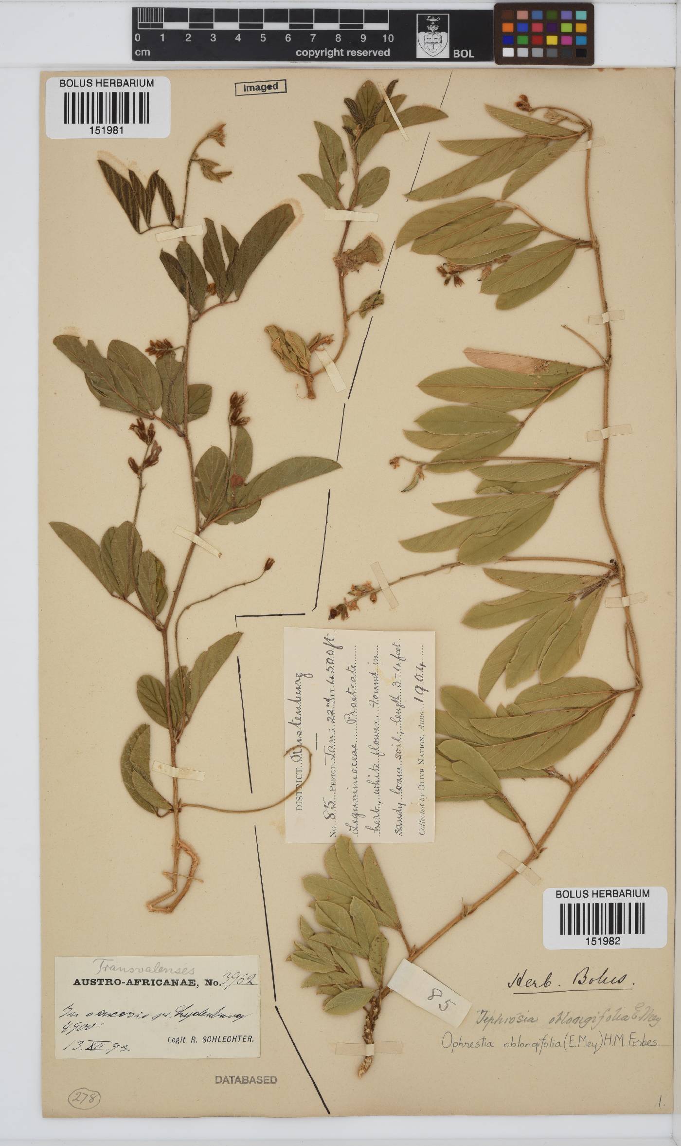 Ophrestia oblongifolia image