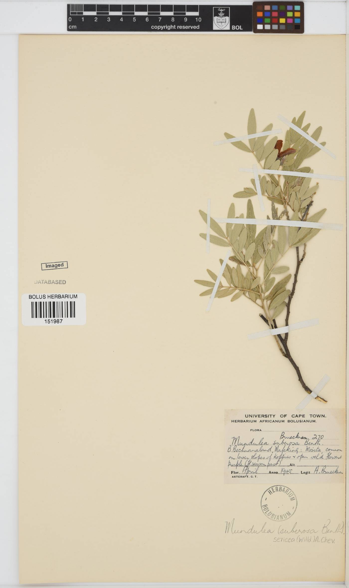 Mundulea sericea image