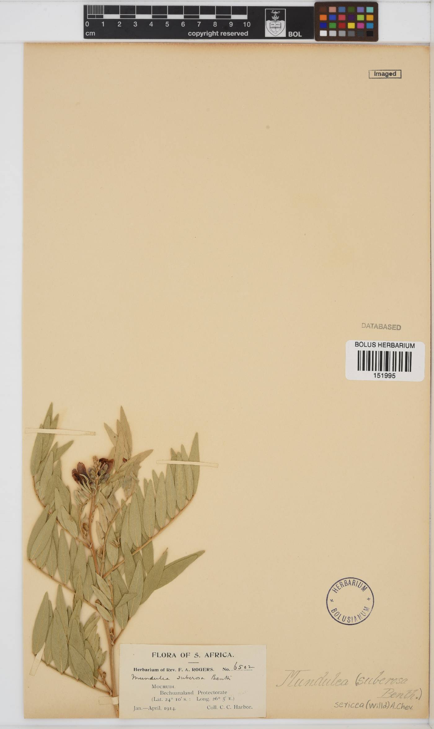 Mundulea sericea image