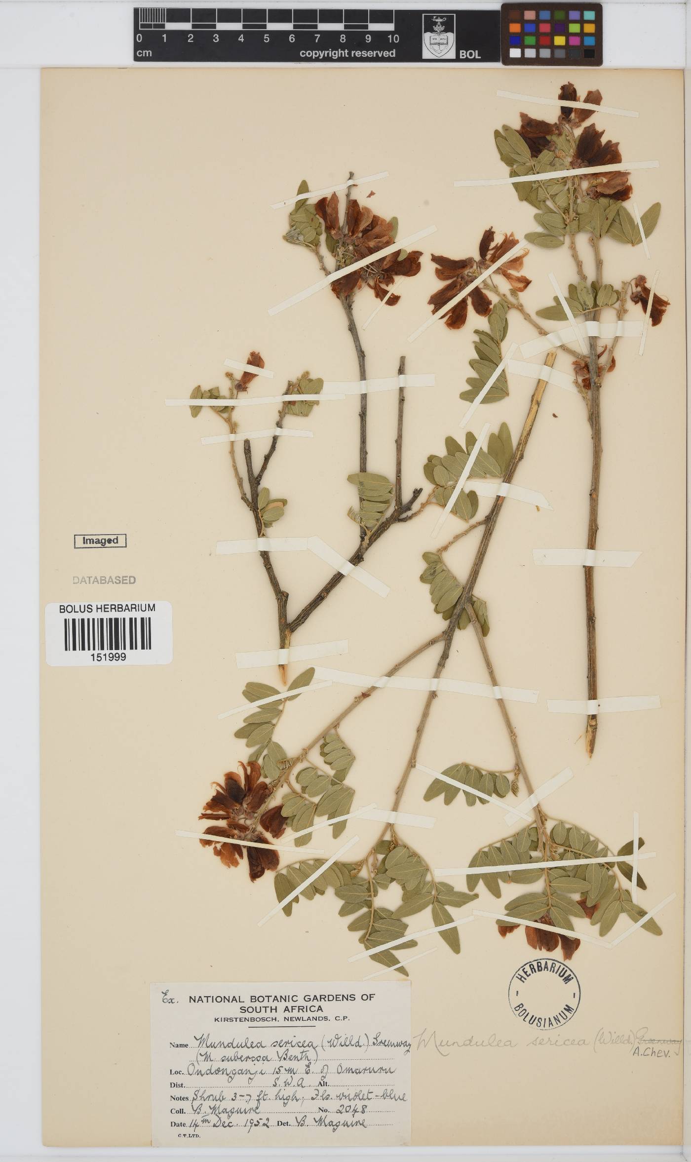Mundulea image