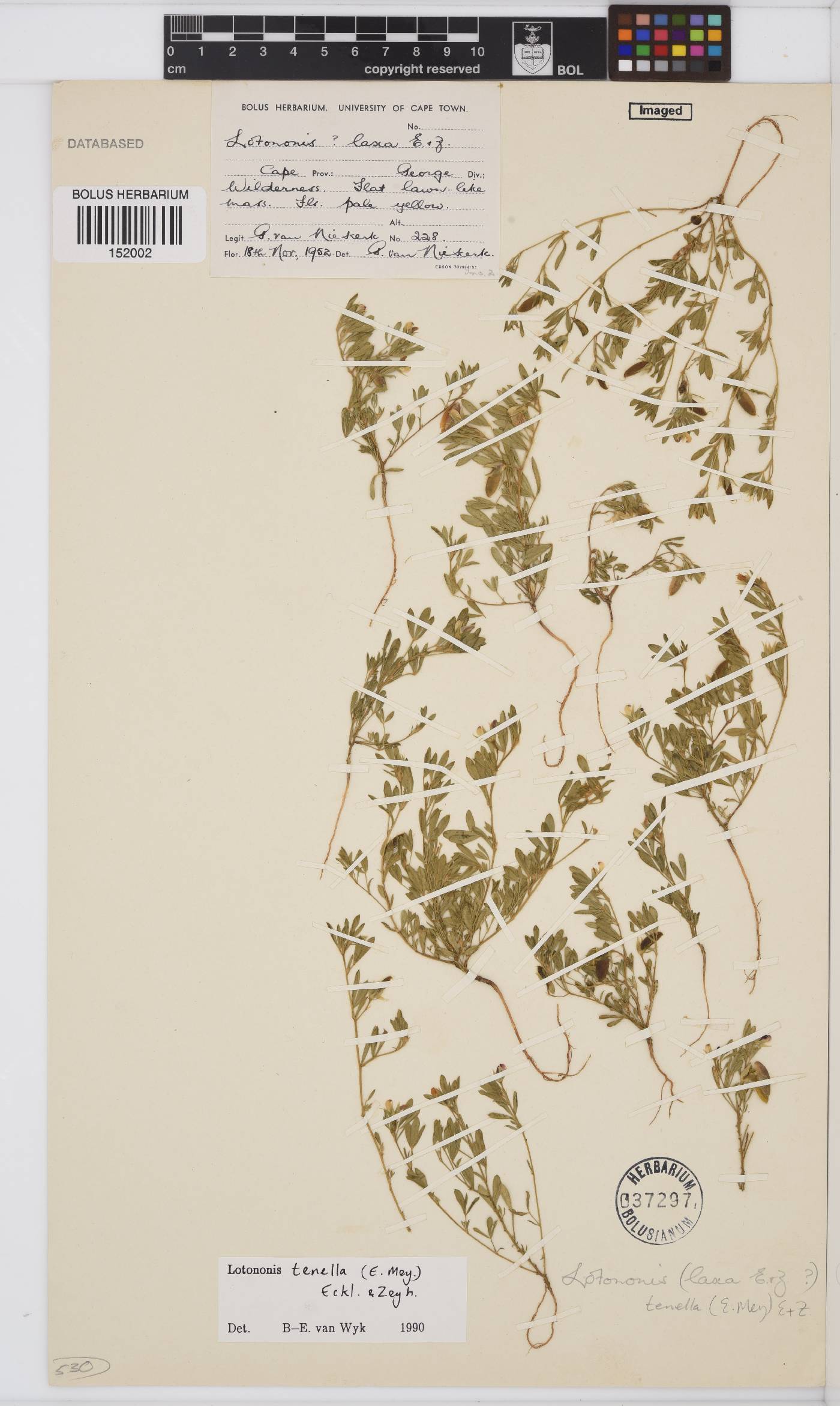 Lotononis tenella image