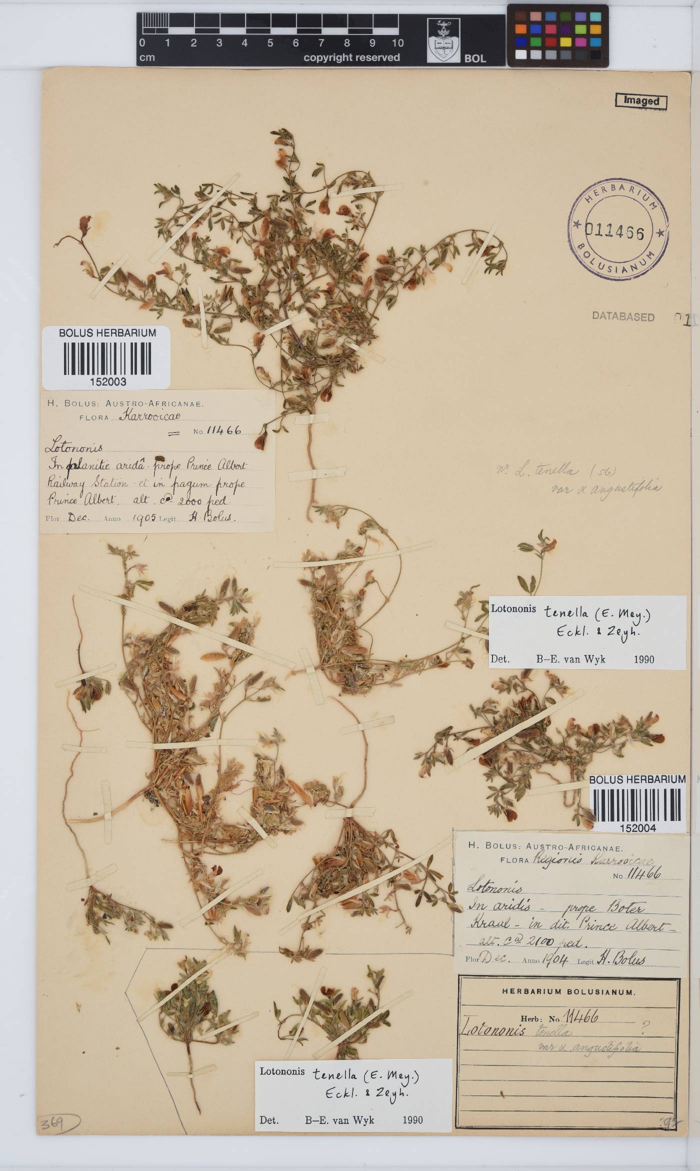 Lotononis tenella image