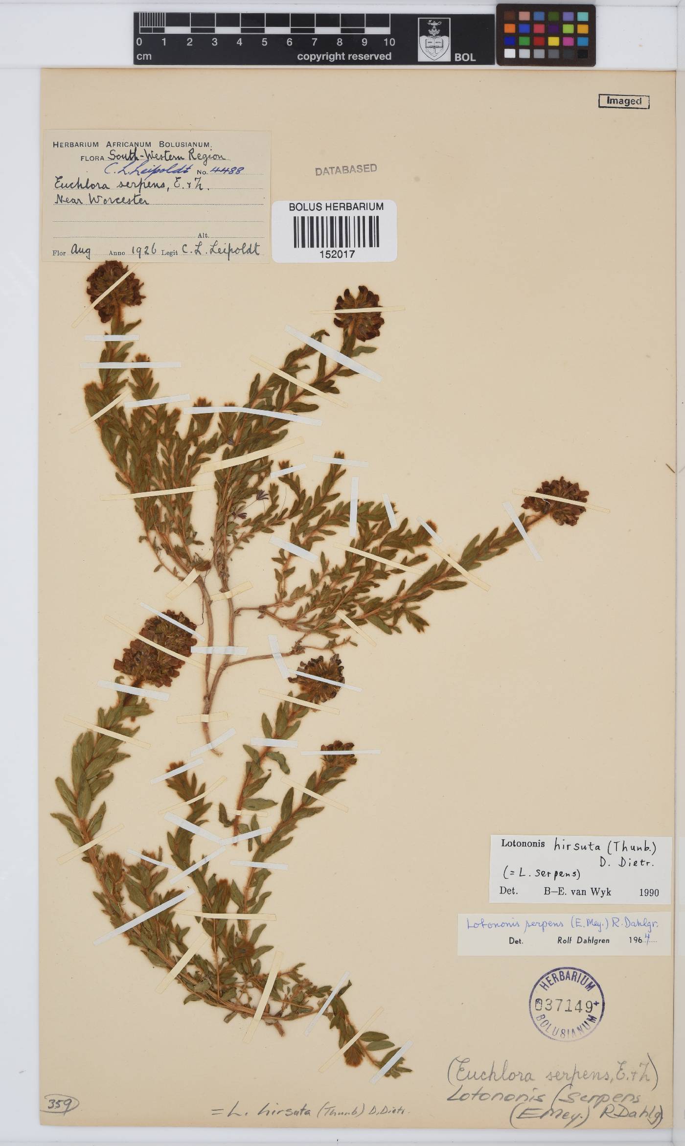 Euchlora hirsuta image