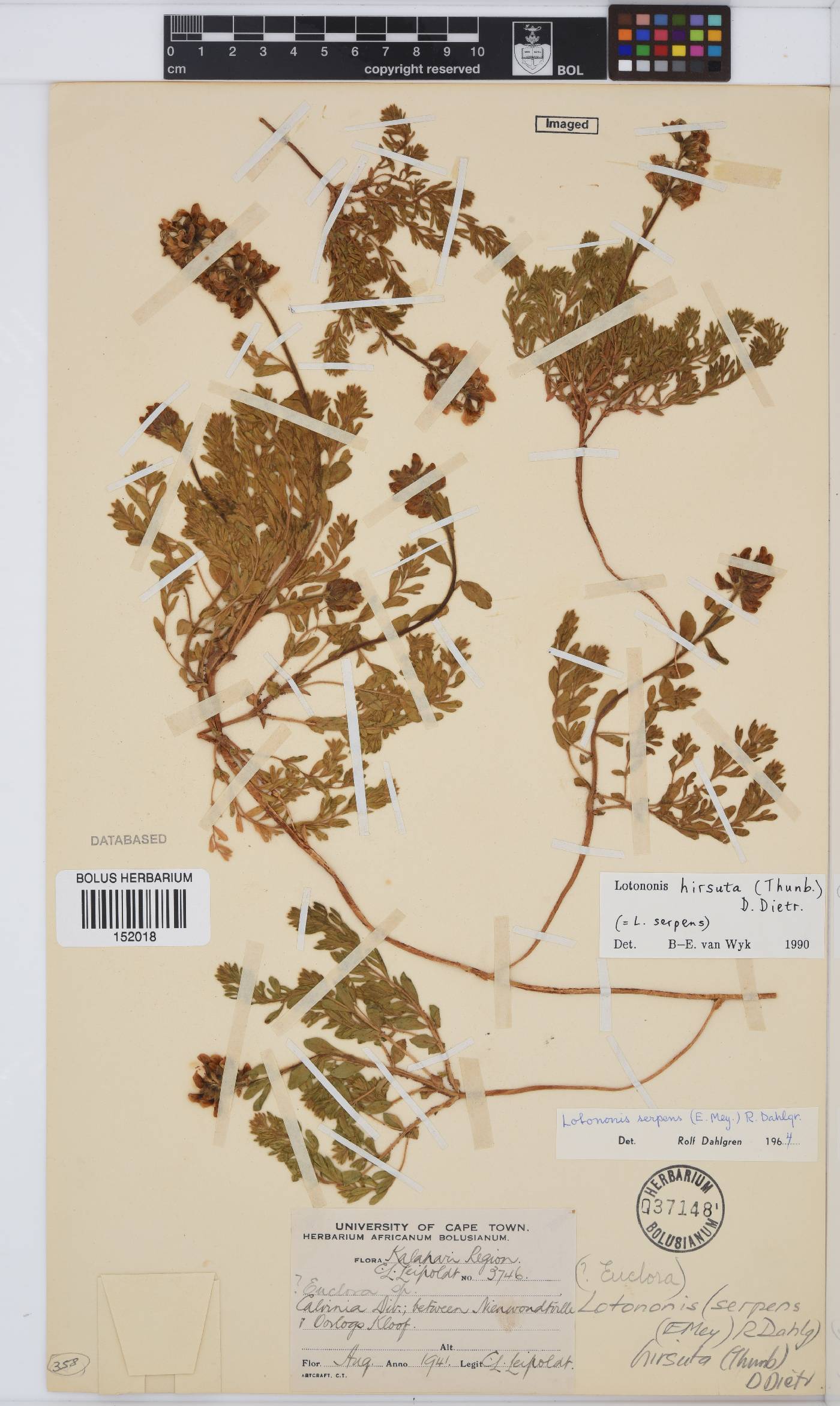 Euchlora hirsuta image