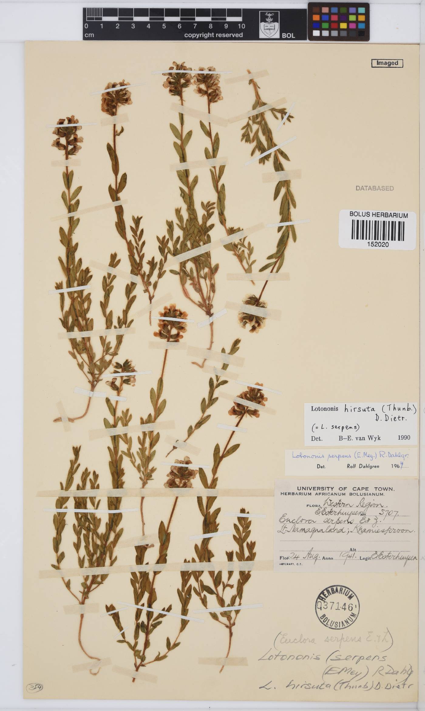 Euchlora hirsuta image