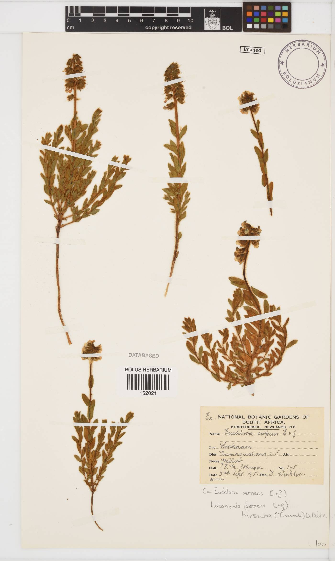 Euchlora hirsuta image