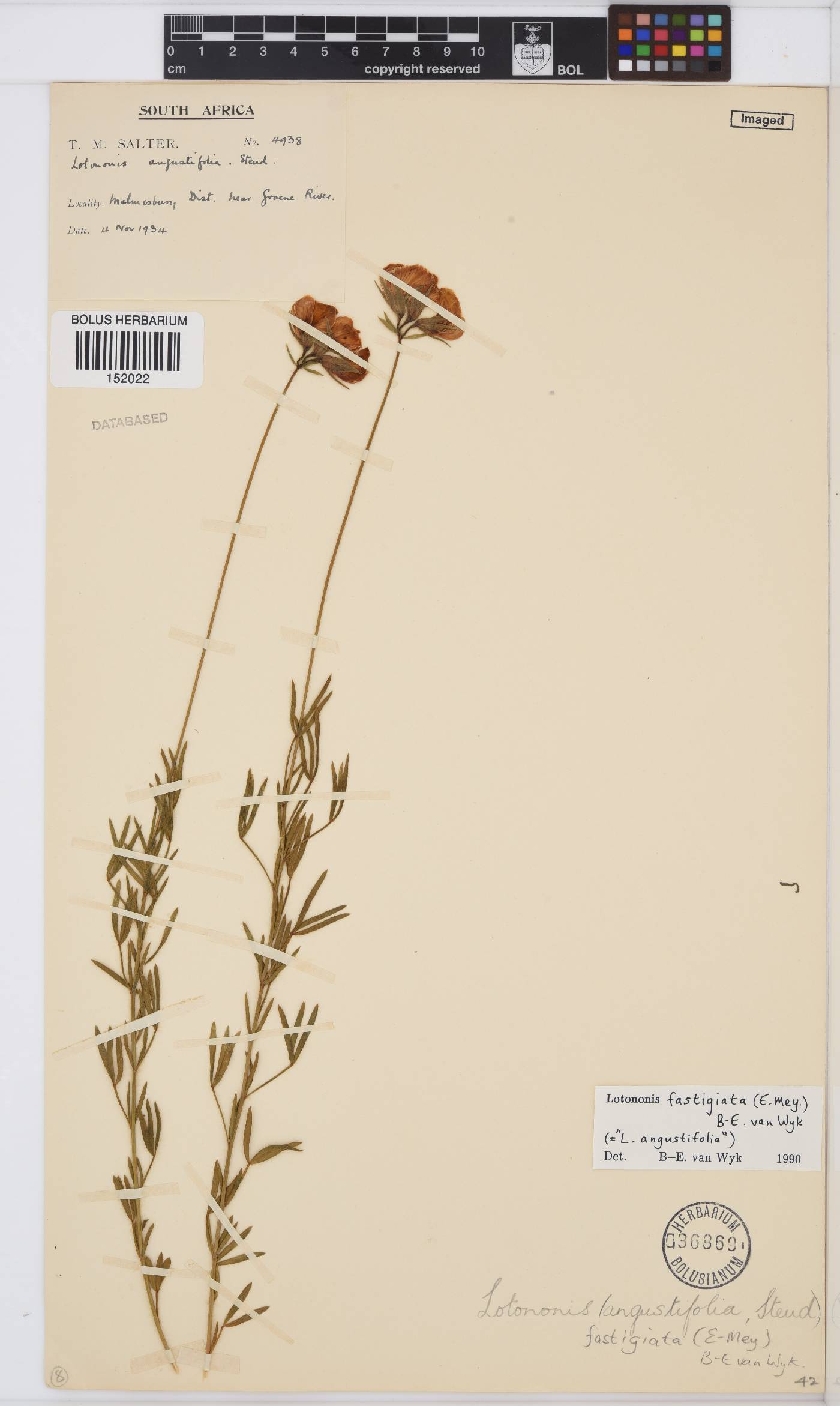 Lotononis fastigiata image